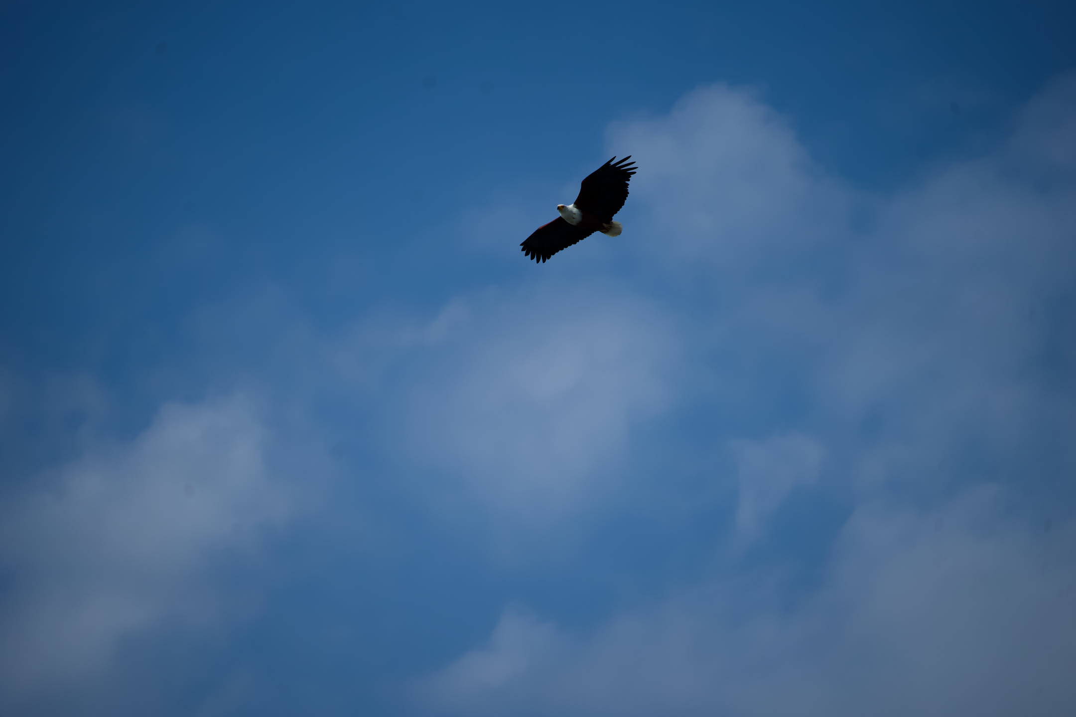 Masai Mara, photograph 11 of 187