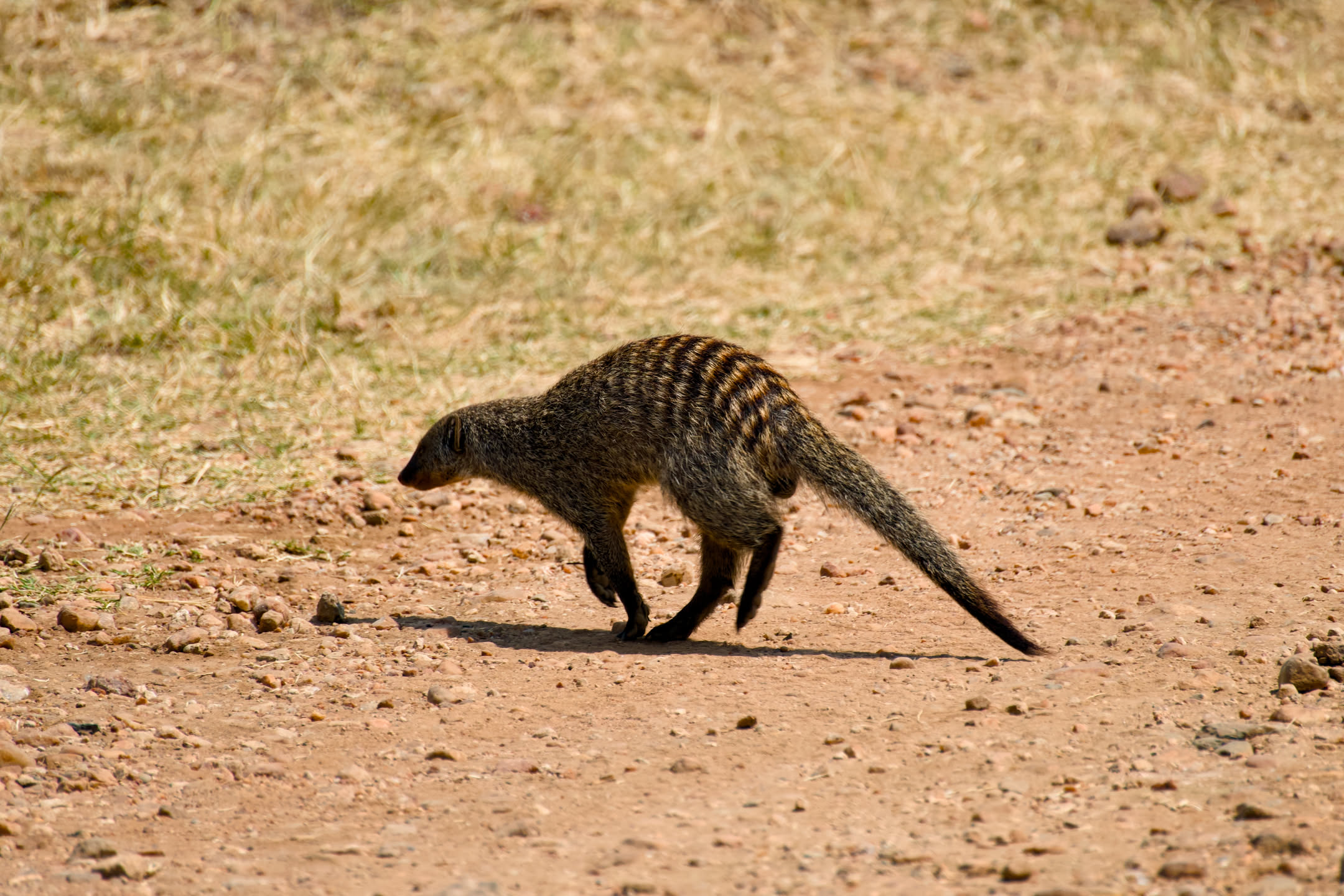 Masai Mara, photograph 106 of 187