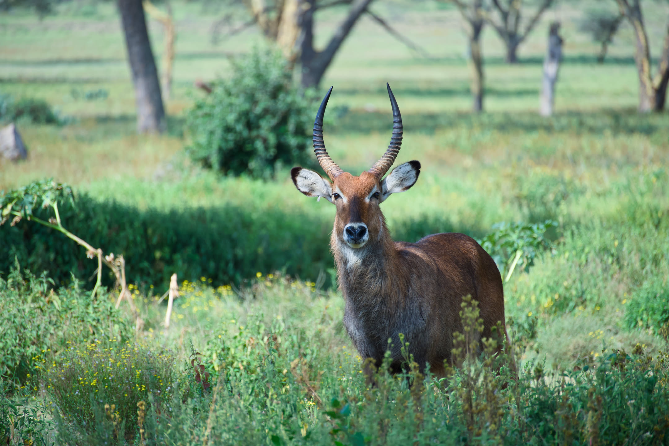 Masai Mara, photograph 16 of 187