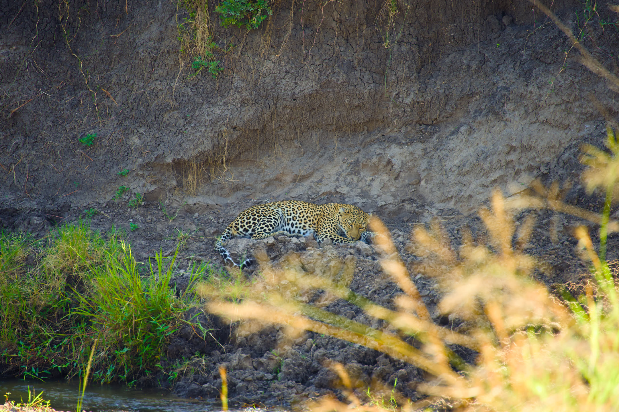 Masai Mara, photograph 2