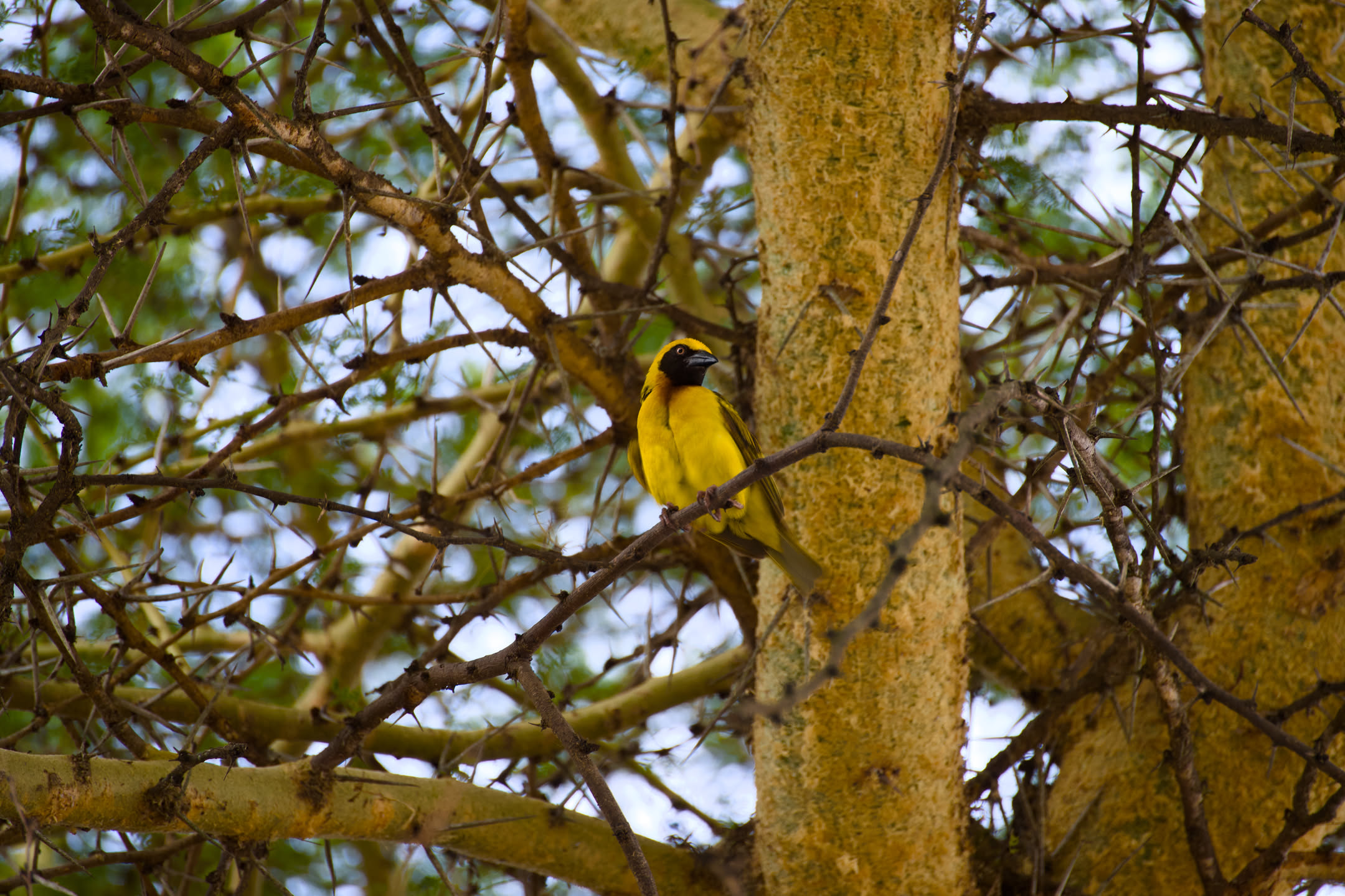 Masai Mara, photograph 44 of 187