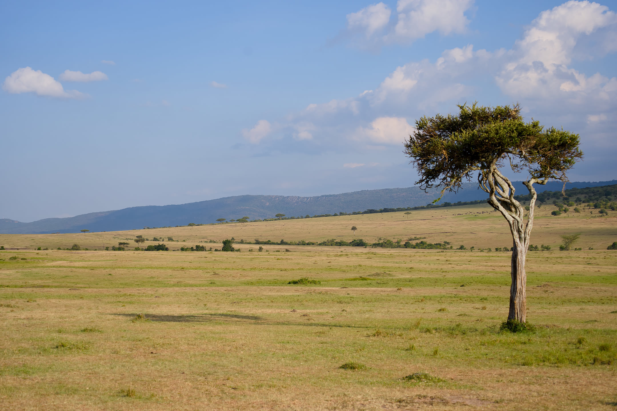 Masai Mara, photograph 180 of 187