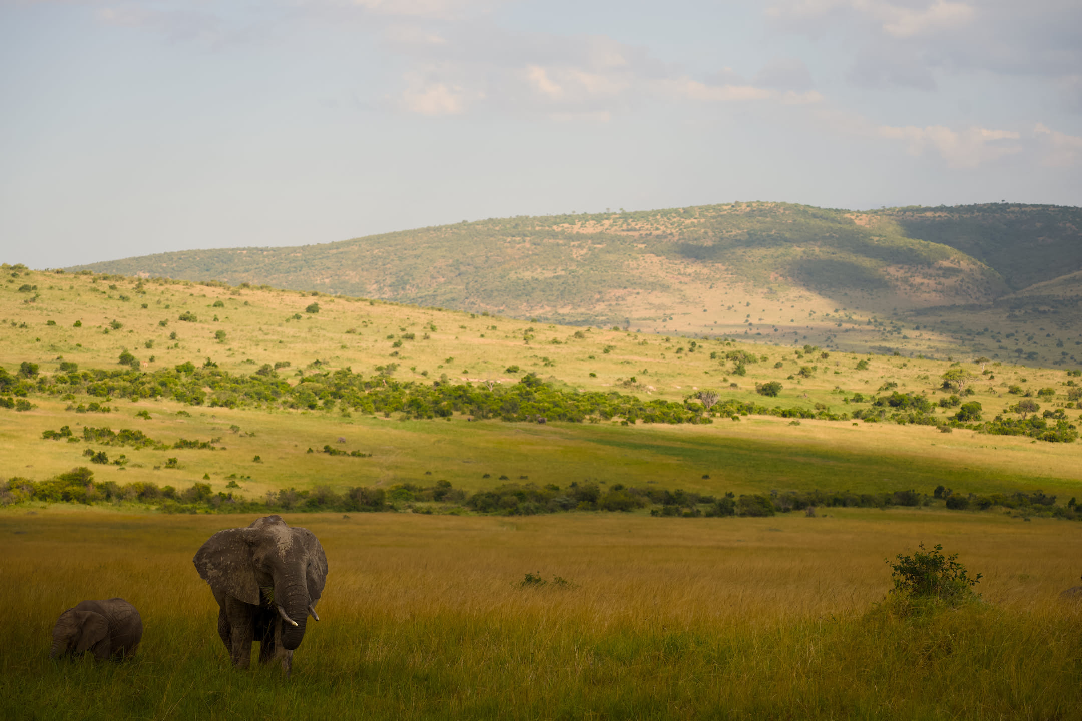 Masai Mara, photograph 77 of 187