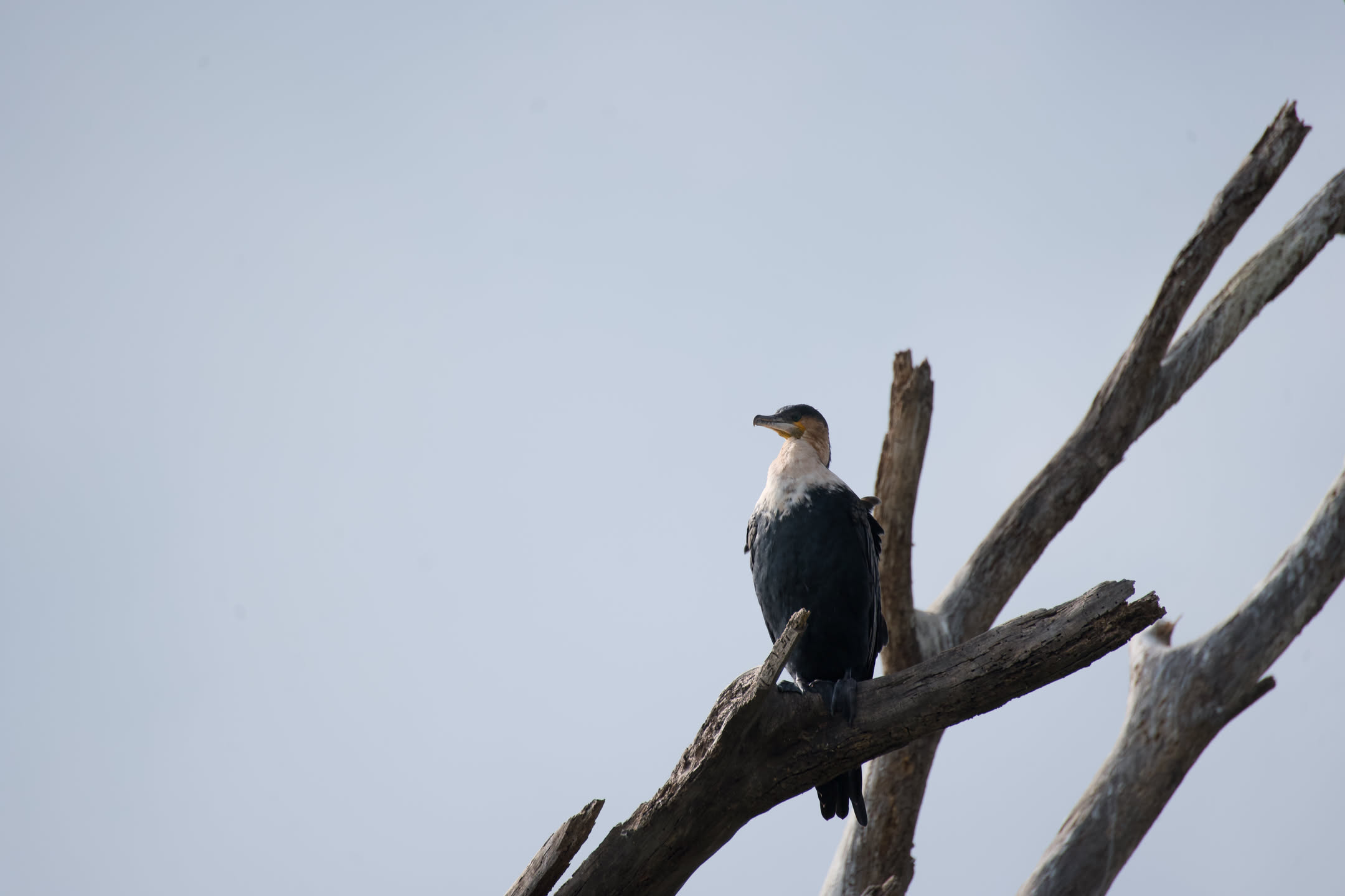 Masai Mara, photograph 13 of 187