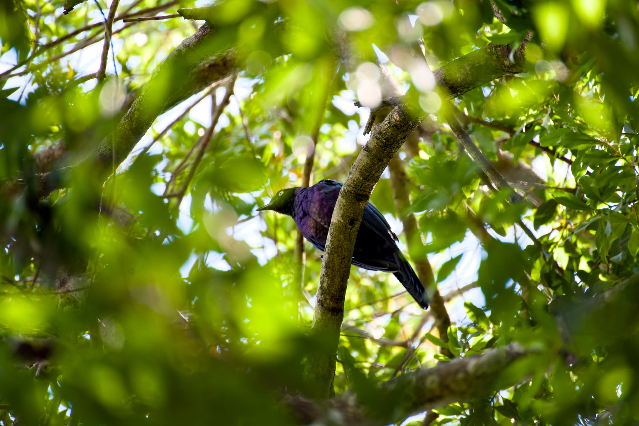 Masai Mara, photograph 5