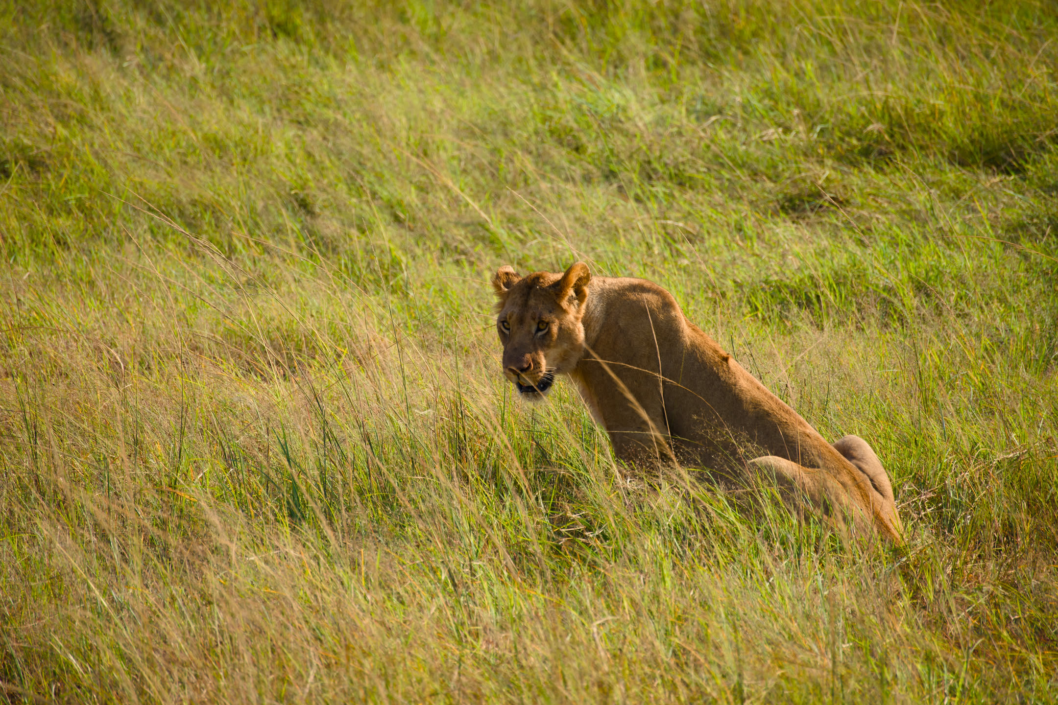 Masai Mara, photograph 155 of 187