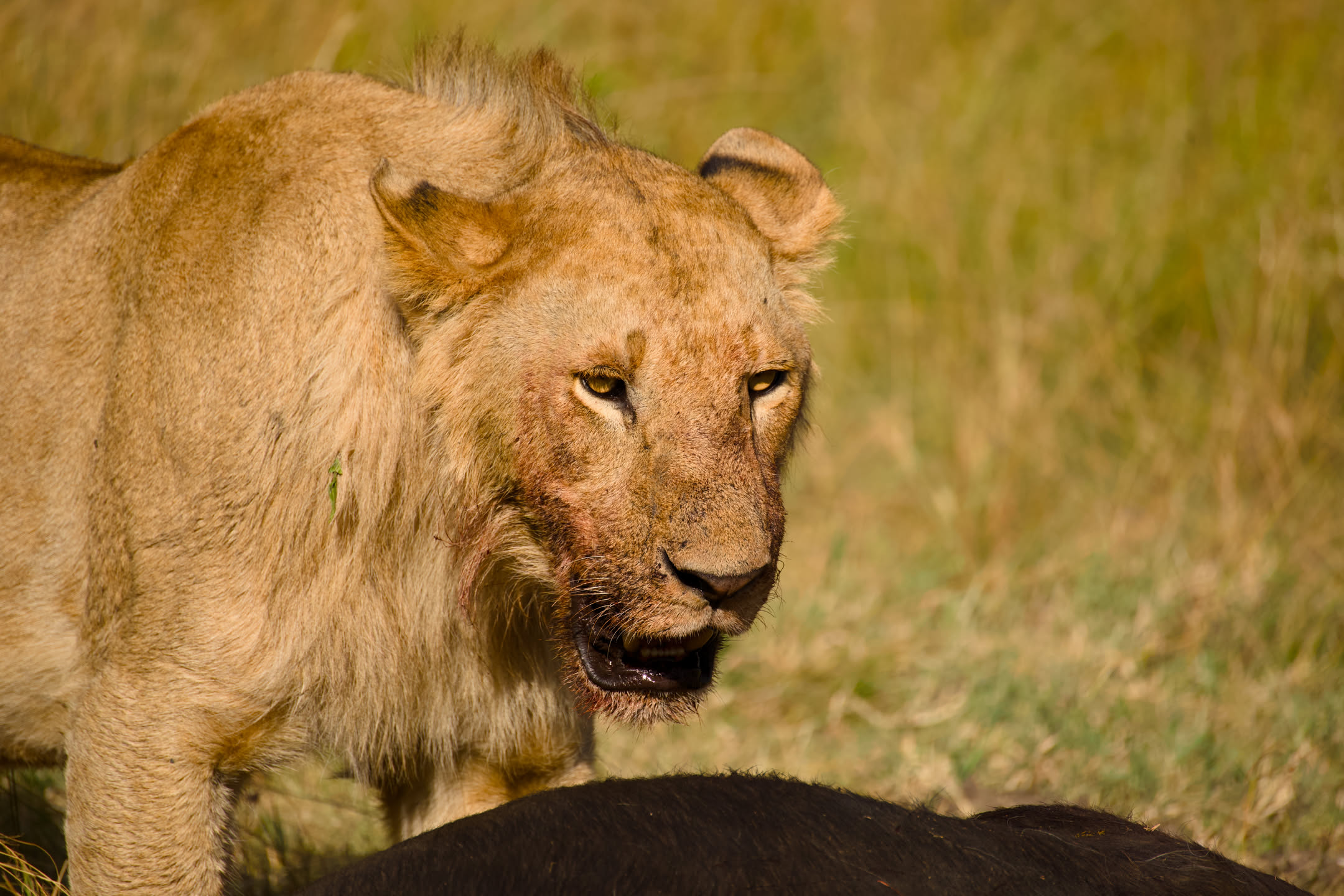 Masai Mara, photograph 83 of 187