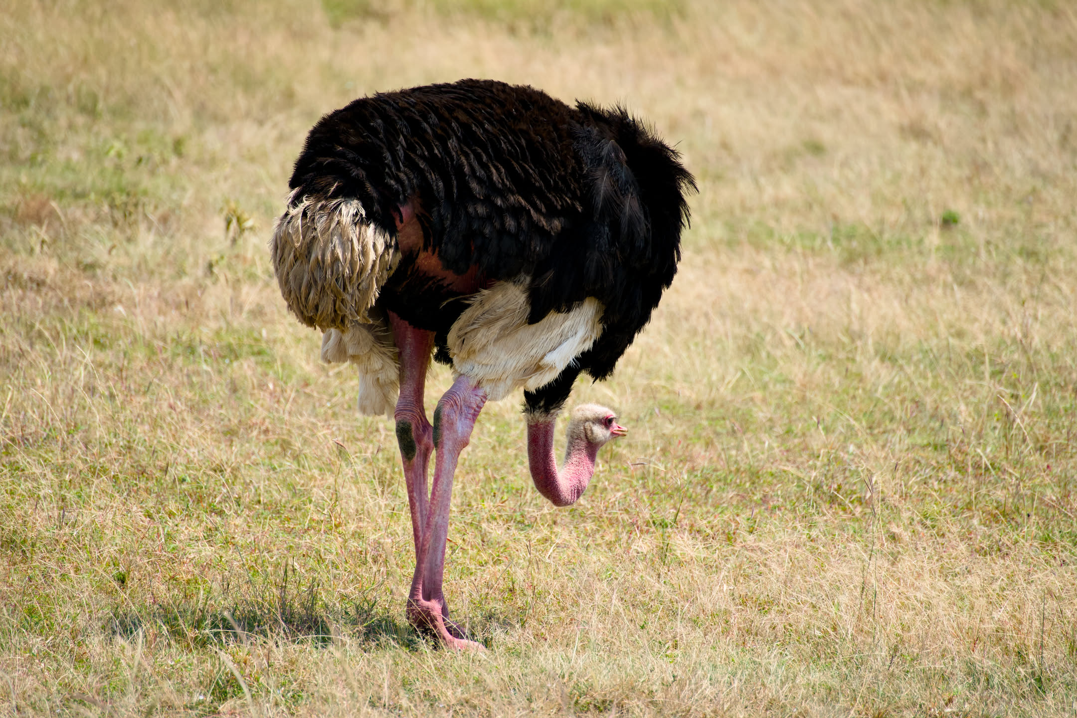 Masai Mara, photograph 113 of 187
