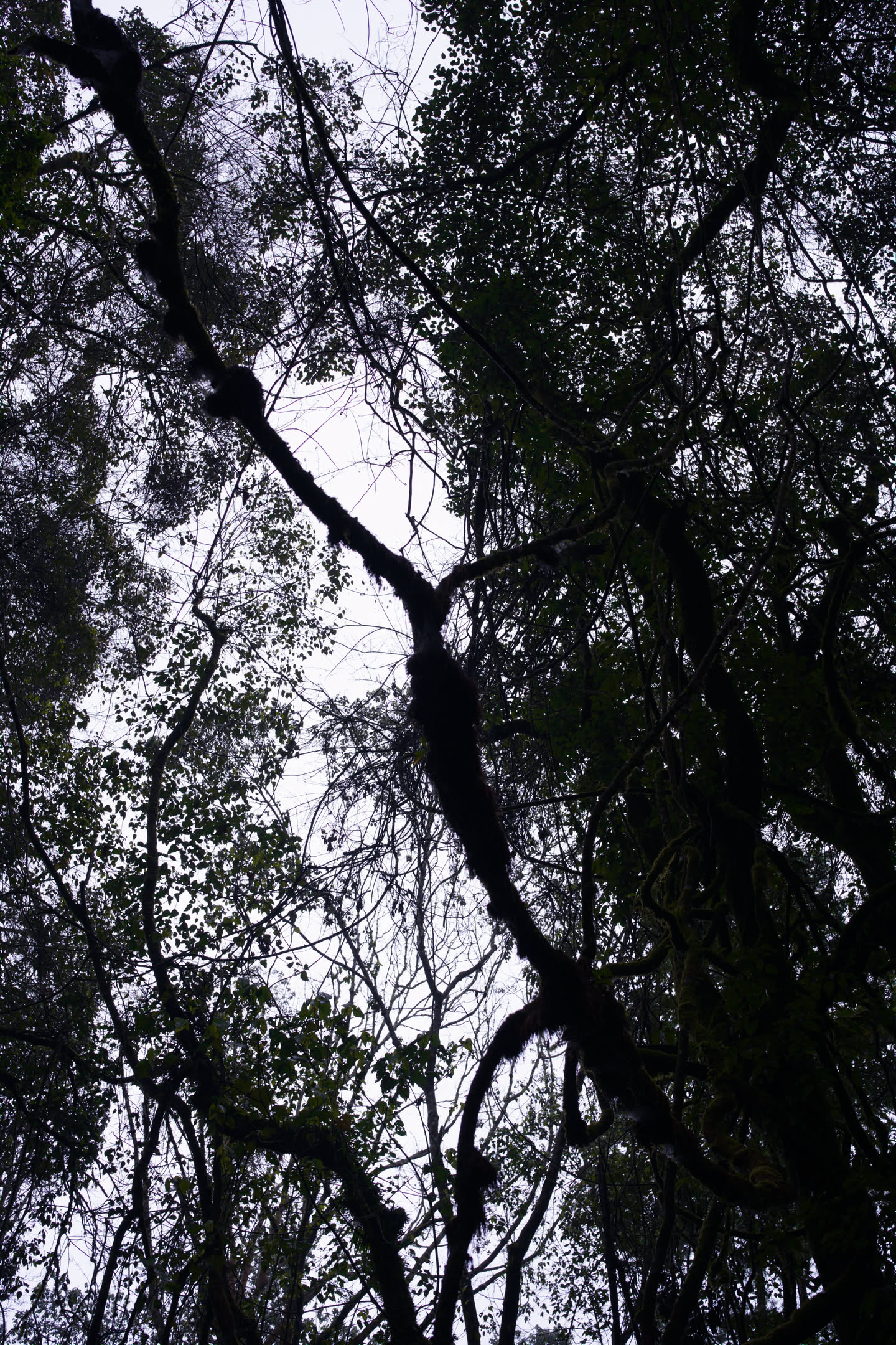 Kilimanjaro, photograph 32 of 45