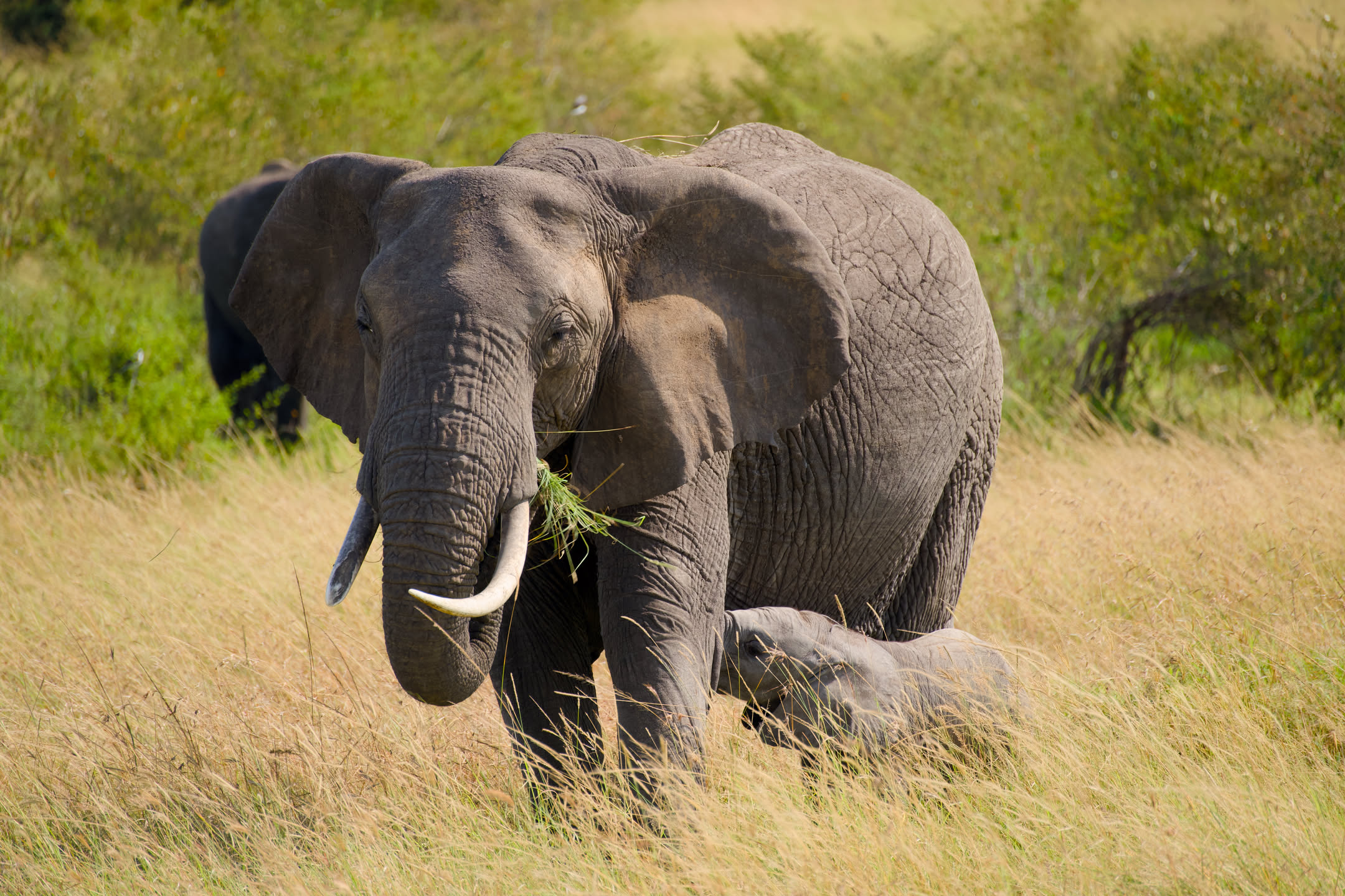 Masai Mara, photograph 11