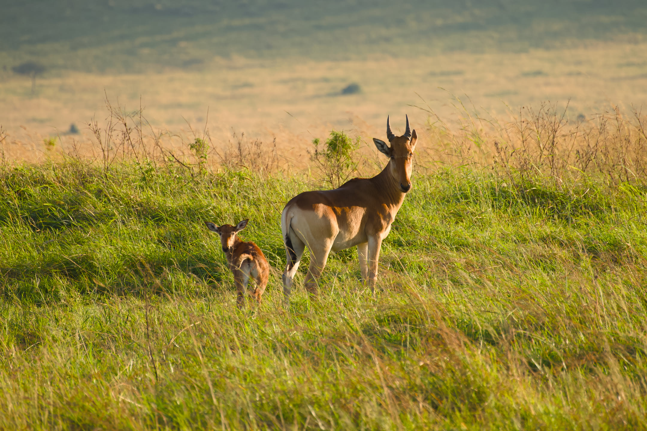 Masai Mara, photograph 51 of 187