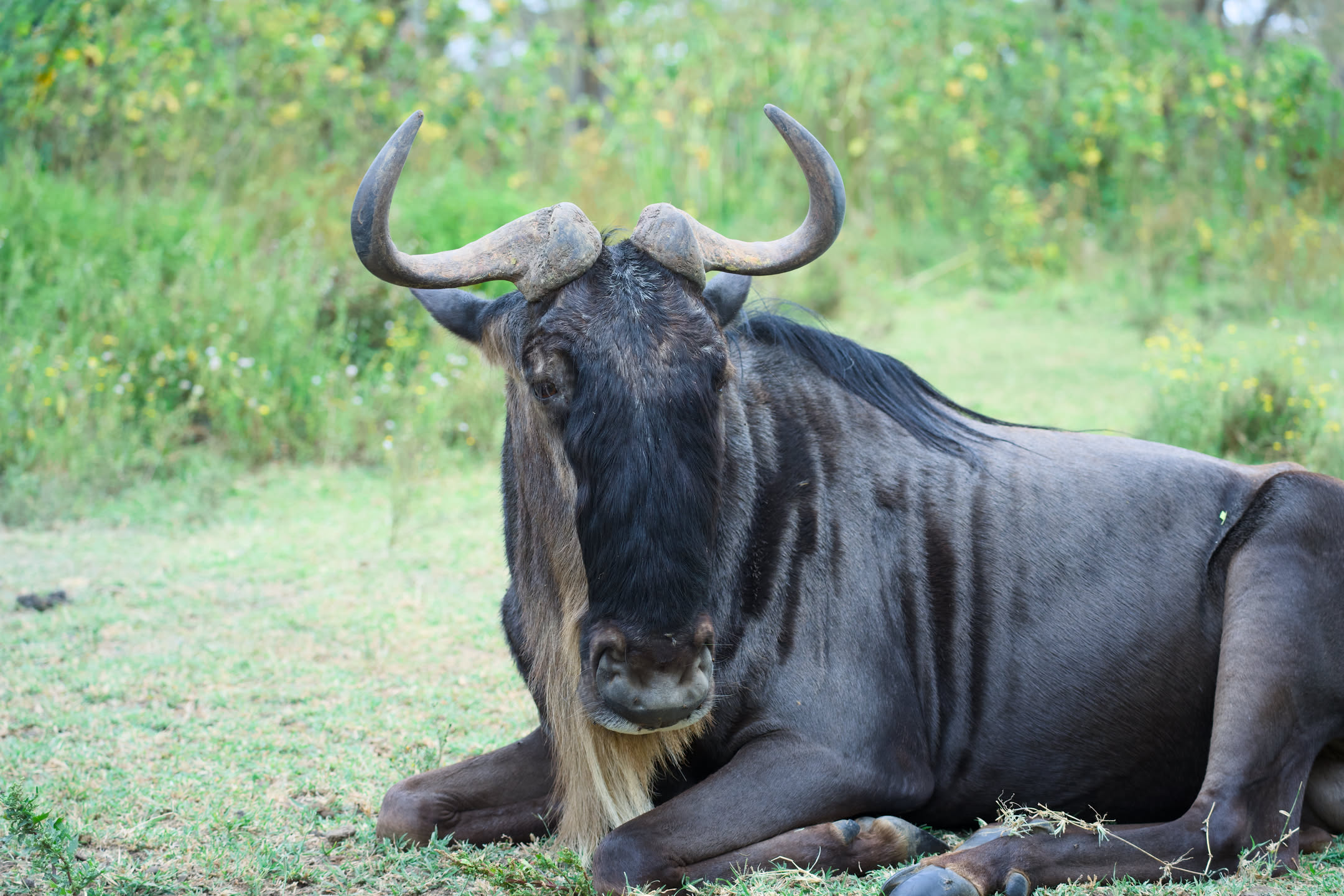 Masai Mara, photograph 18 of 187