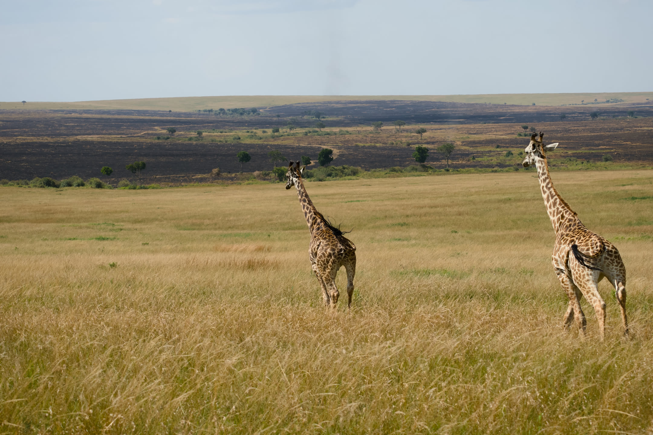 Masai Mara, photograph 7