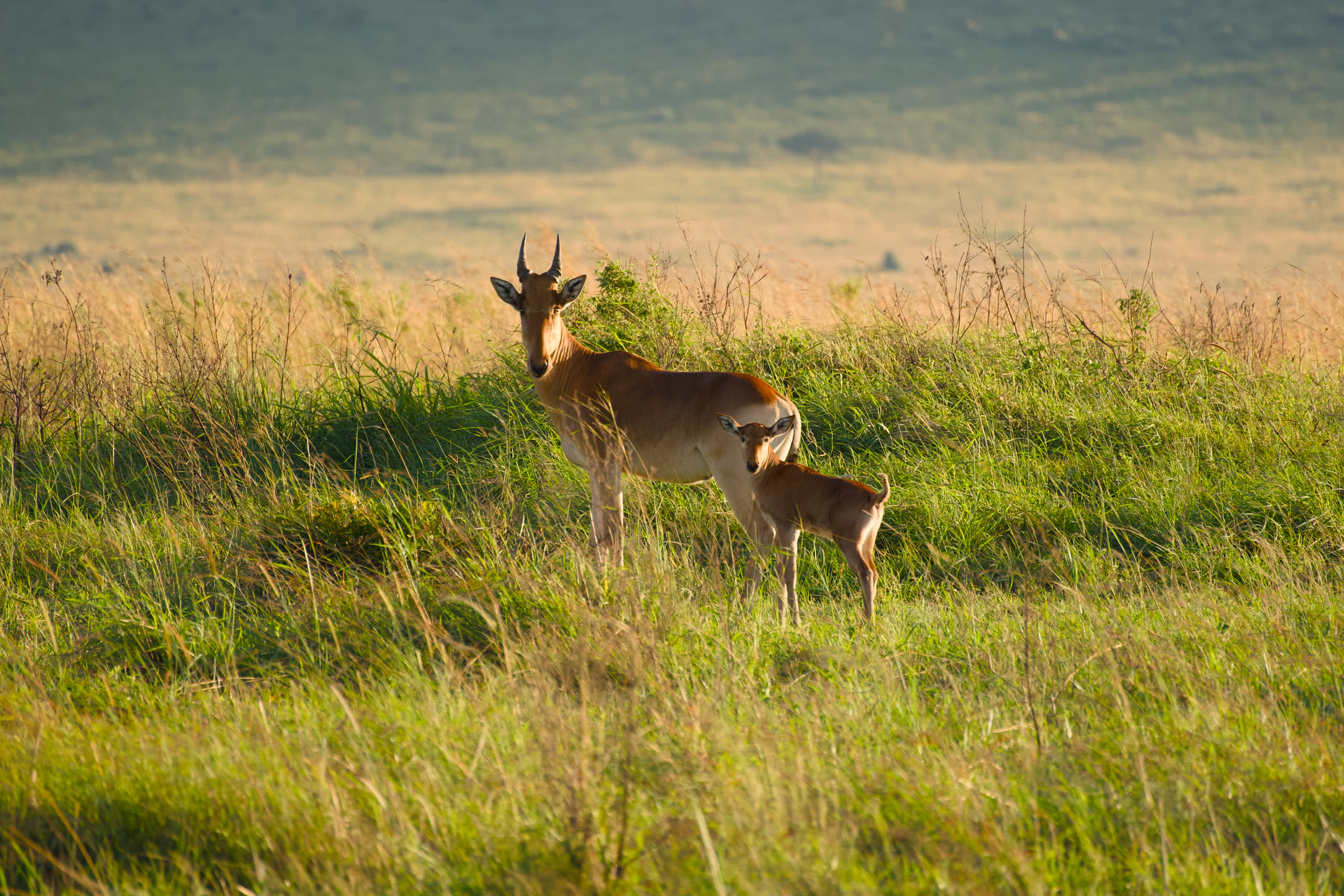 Masai Mara, photograph 49 of 187