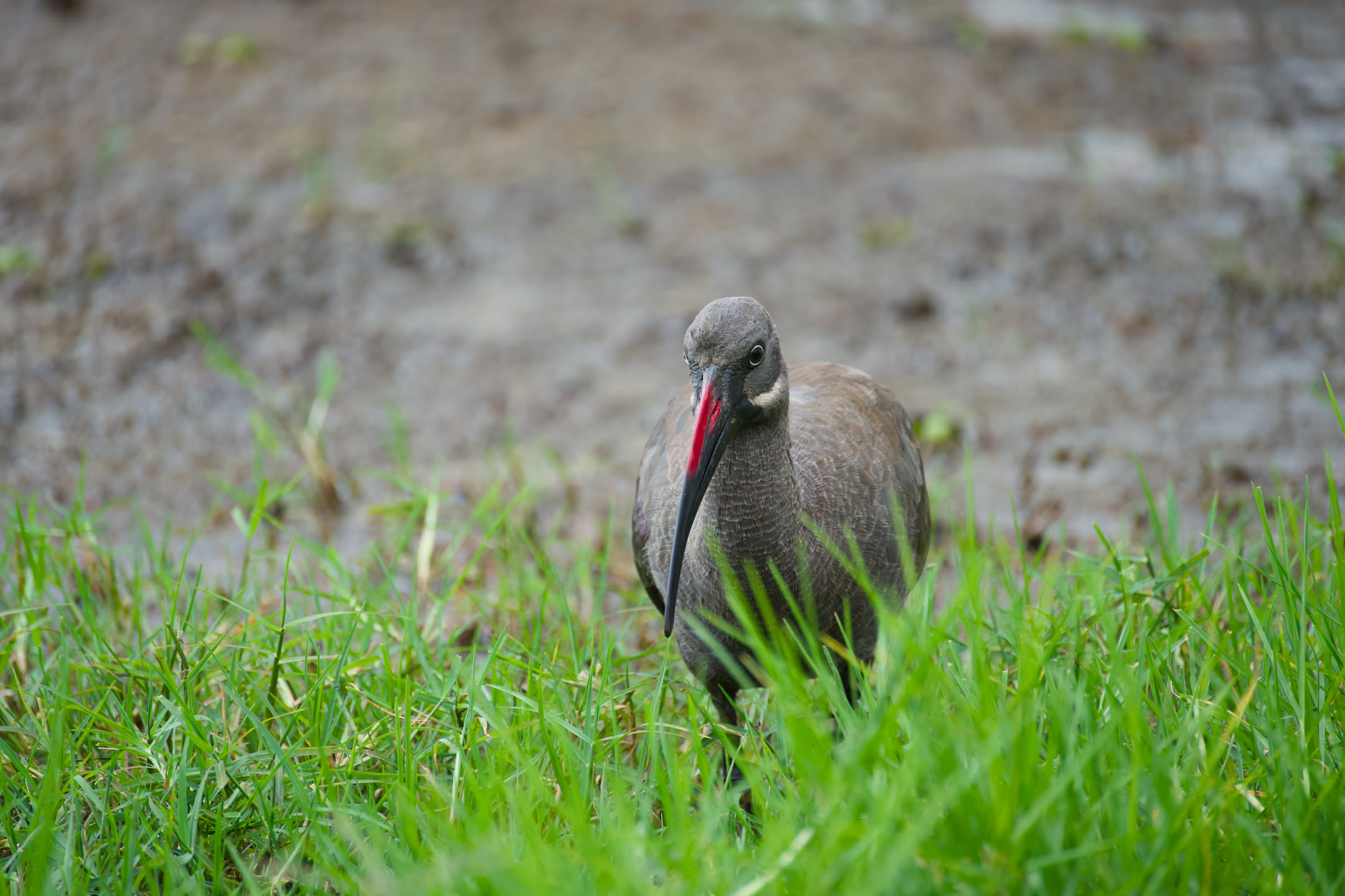 Masai Mara, photograph 40 of 187