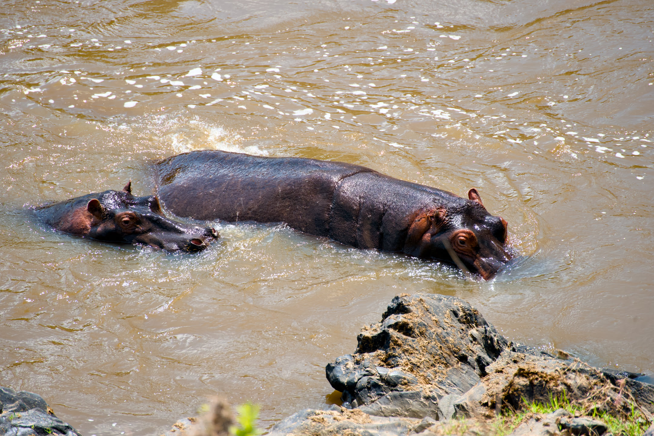 Masai Mara, photograph 121 of 187