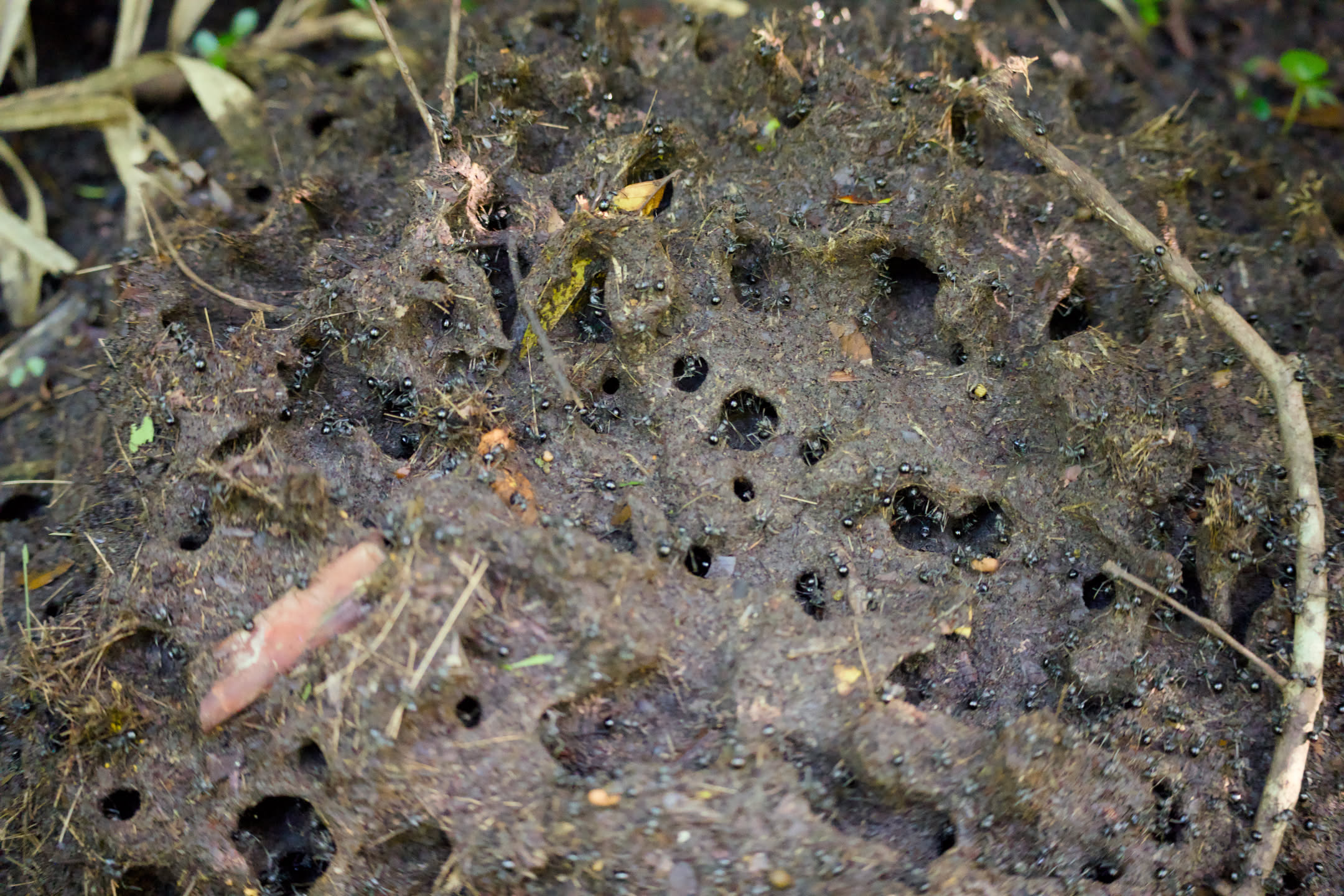 Zanzibar, photograph 47 of 61
