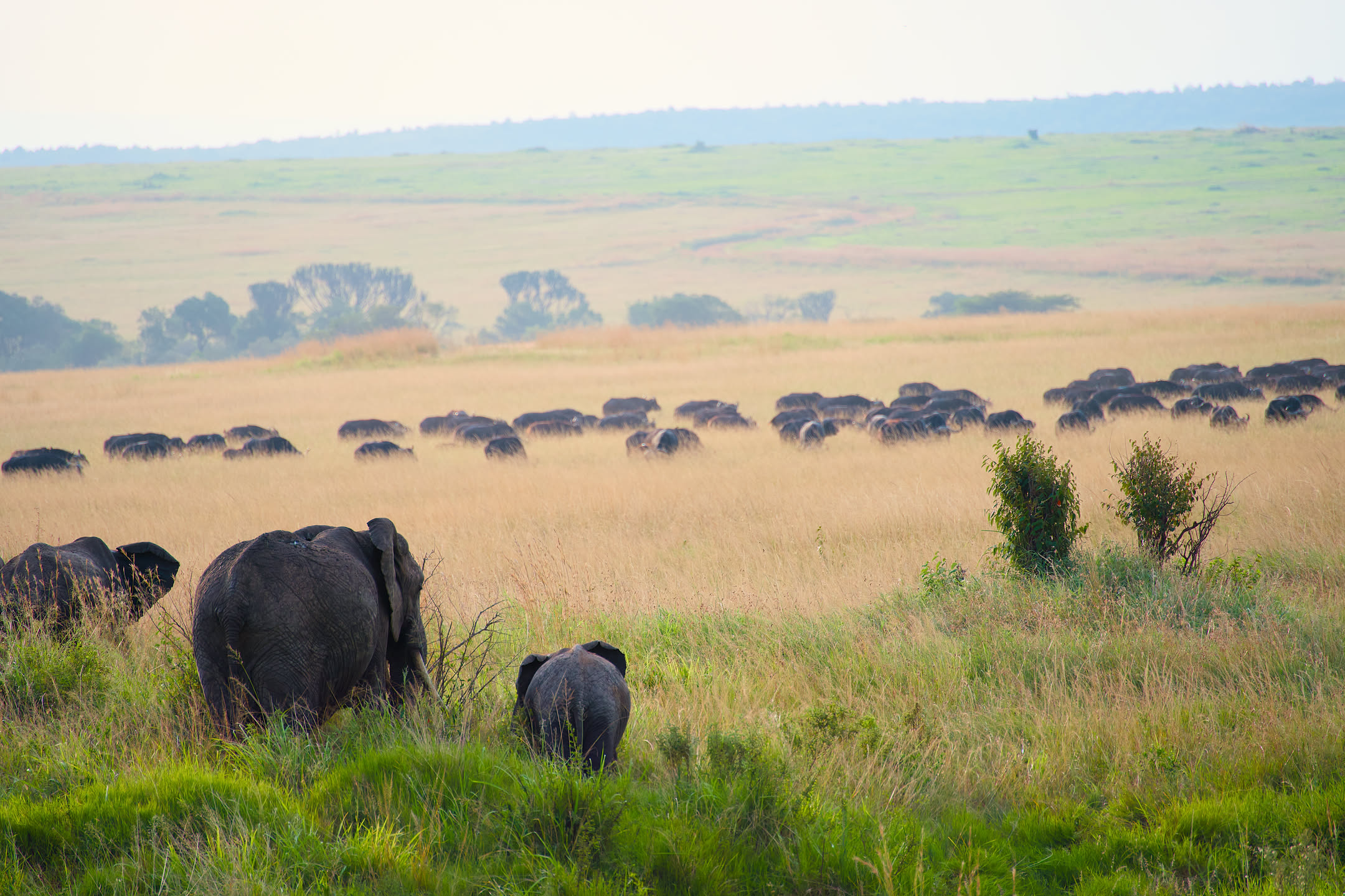 Masai Mara, photograph 2