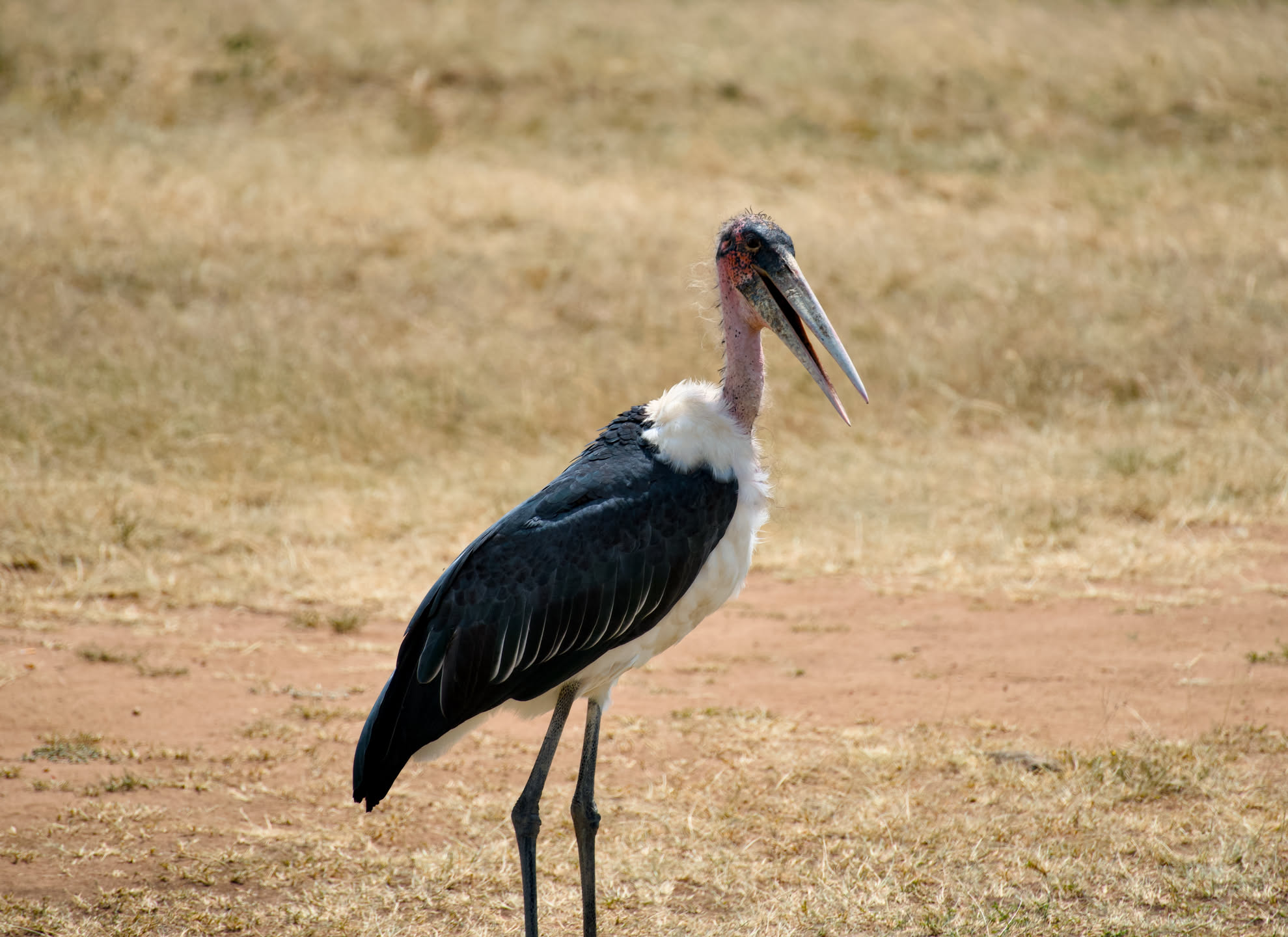 Masai Mara, photograph 111 of 187