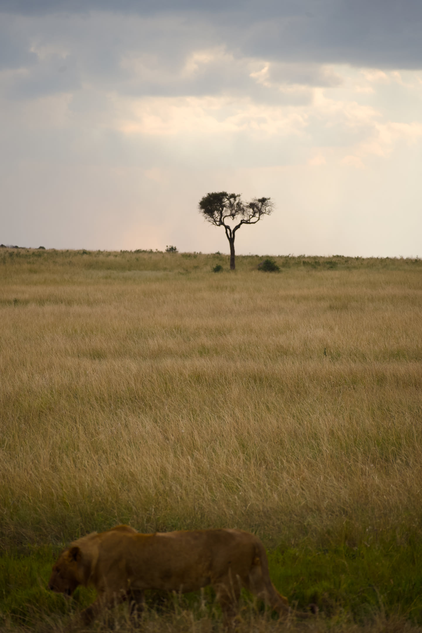 Masai Mara, photograph 81 of 187
