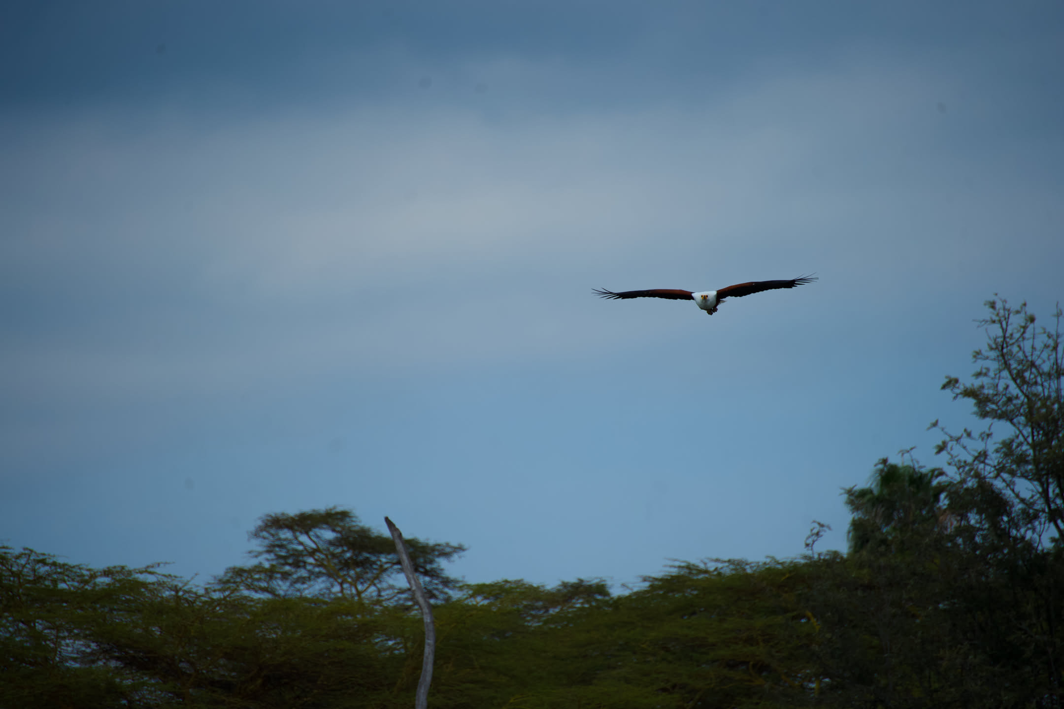 Masai Mara, photograph 1