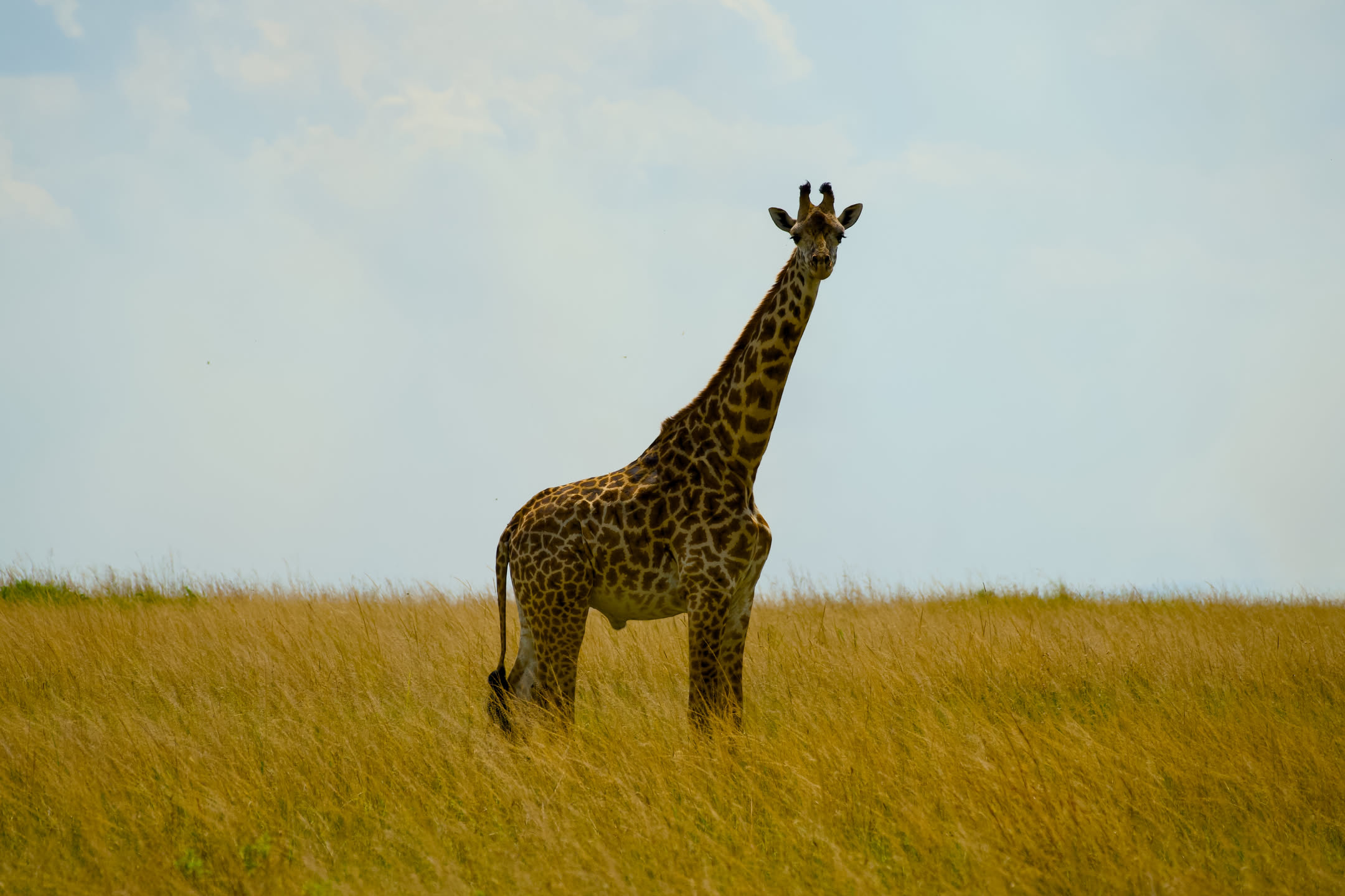Masai Mara, photograph 101 of 187