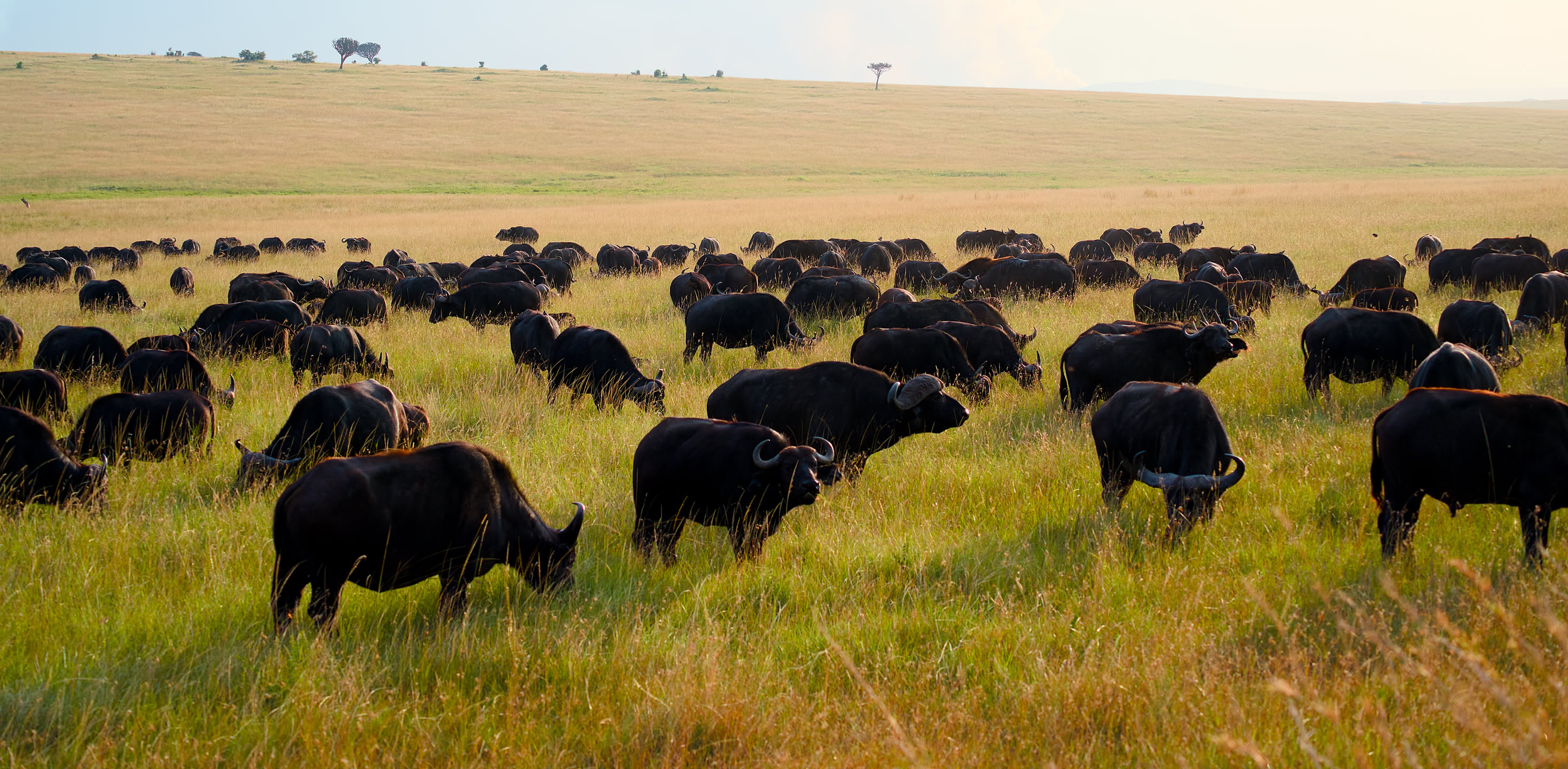Masai Mara, photograph 1