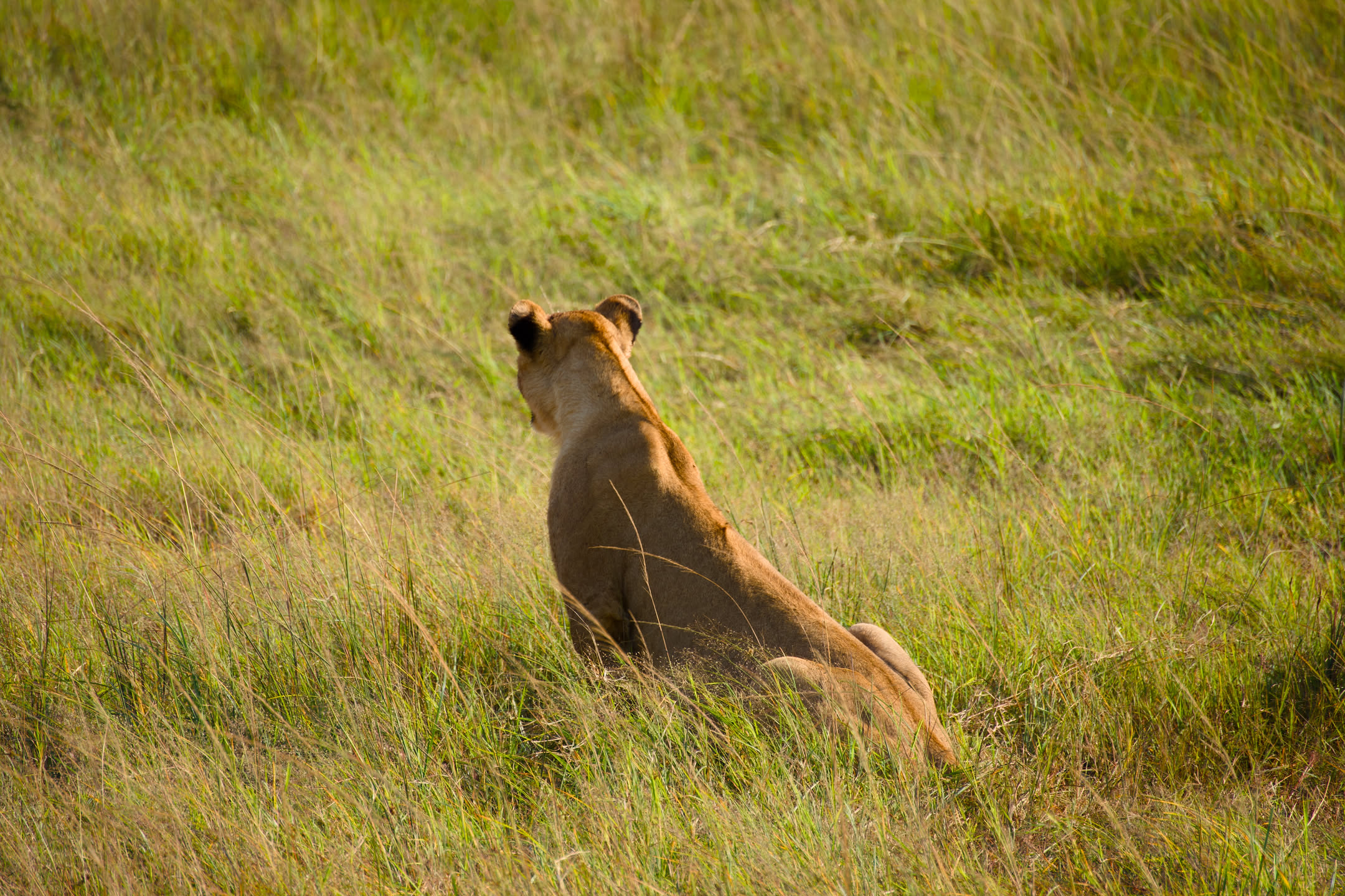 Masai Mara, photograph 156 of 187