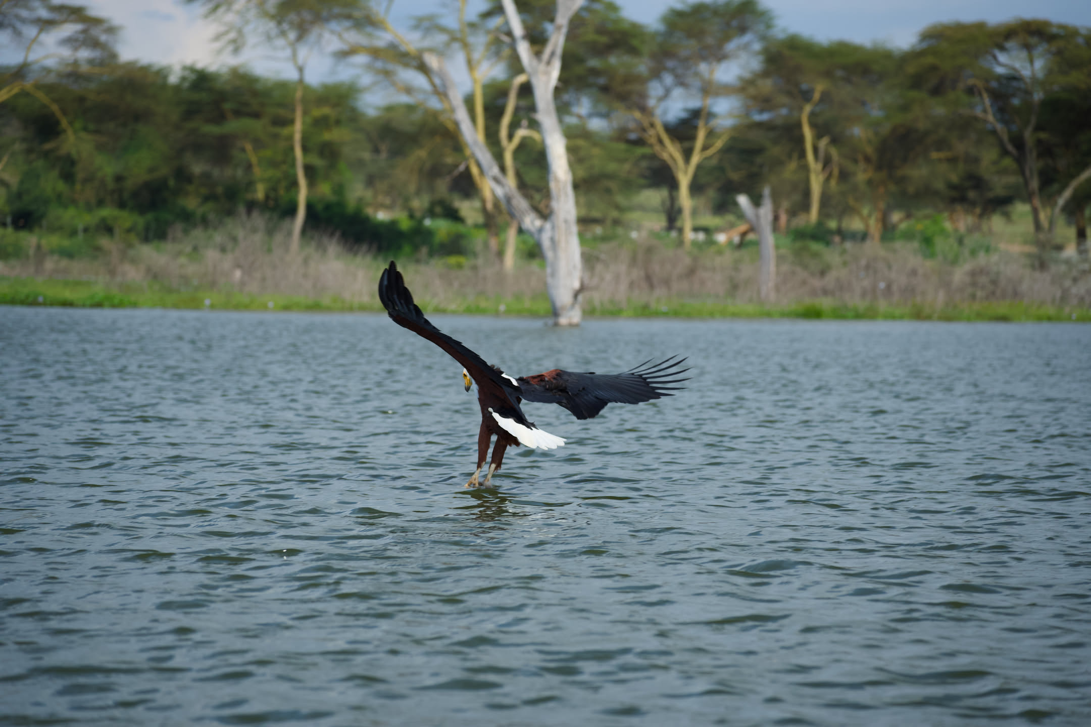 Masai Mara, photograph 4