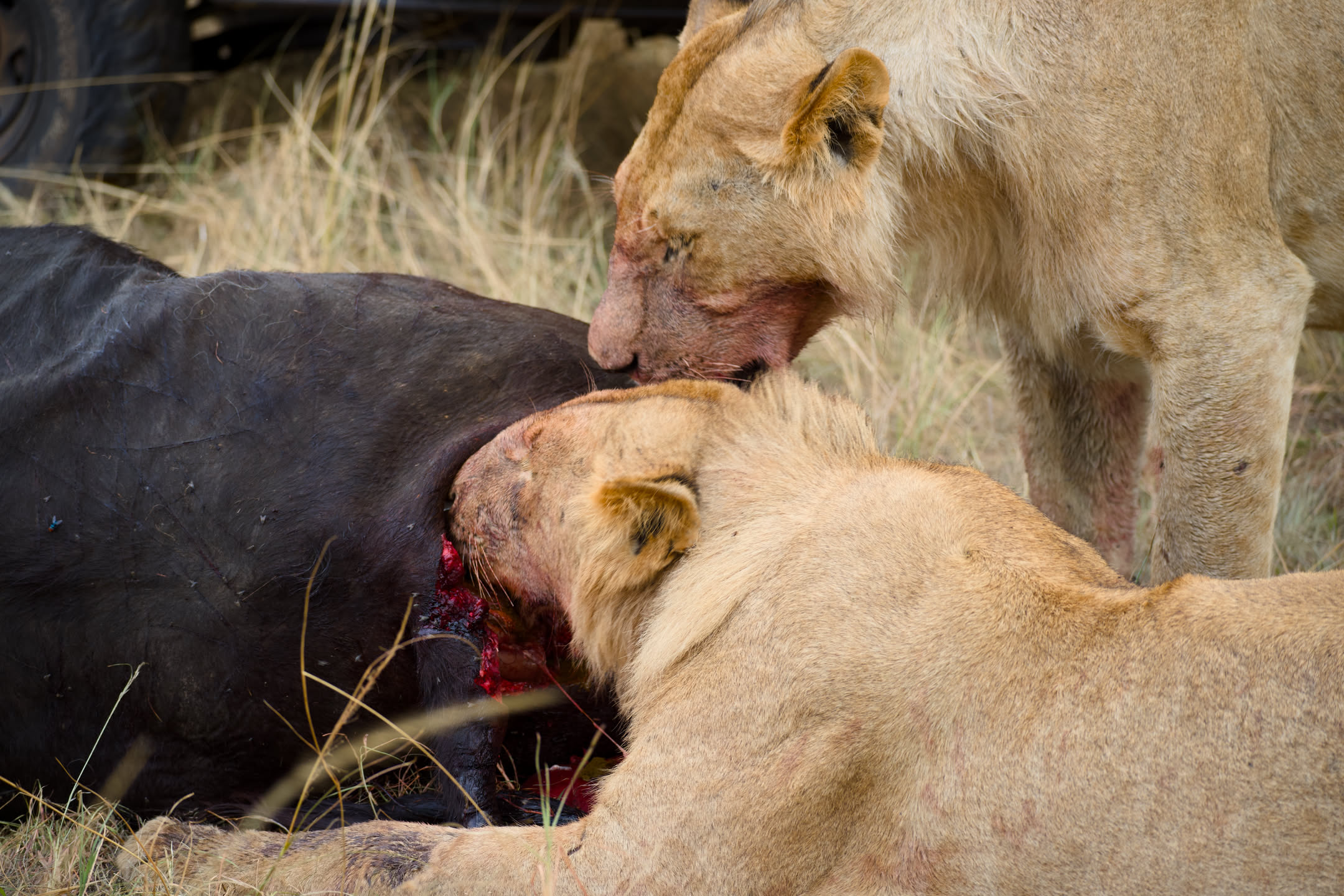 Masai Mara, photograph 4