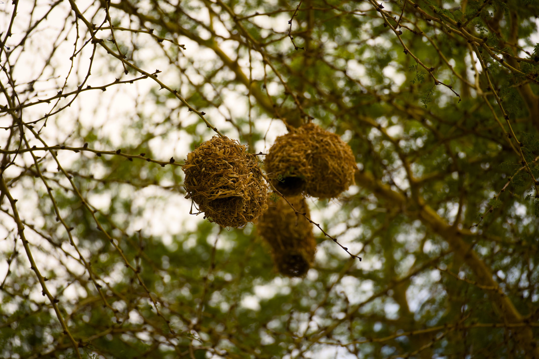 Masai Mara, photograph 1