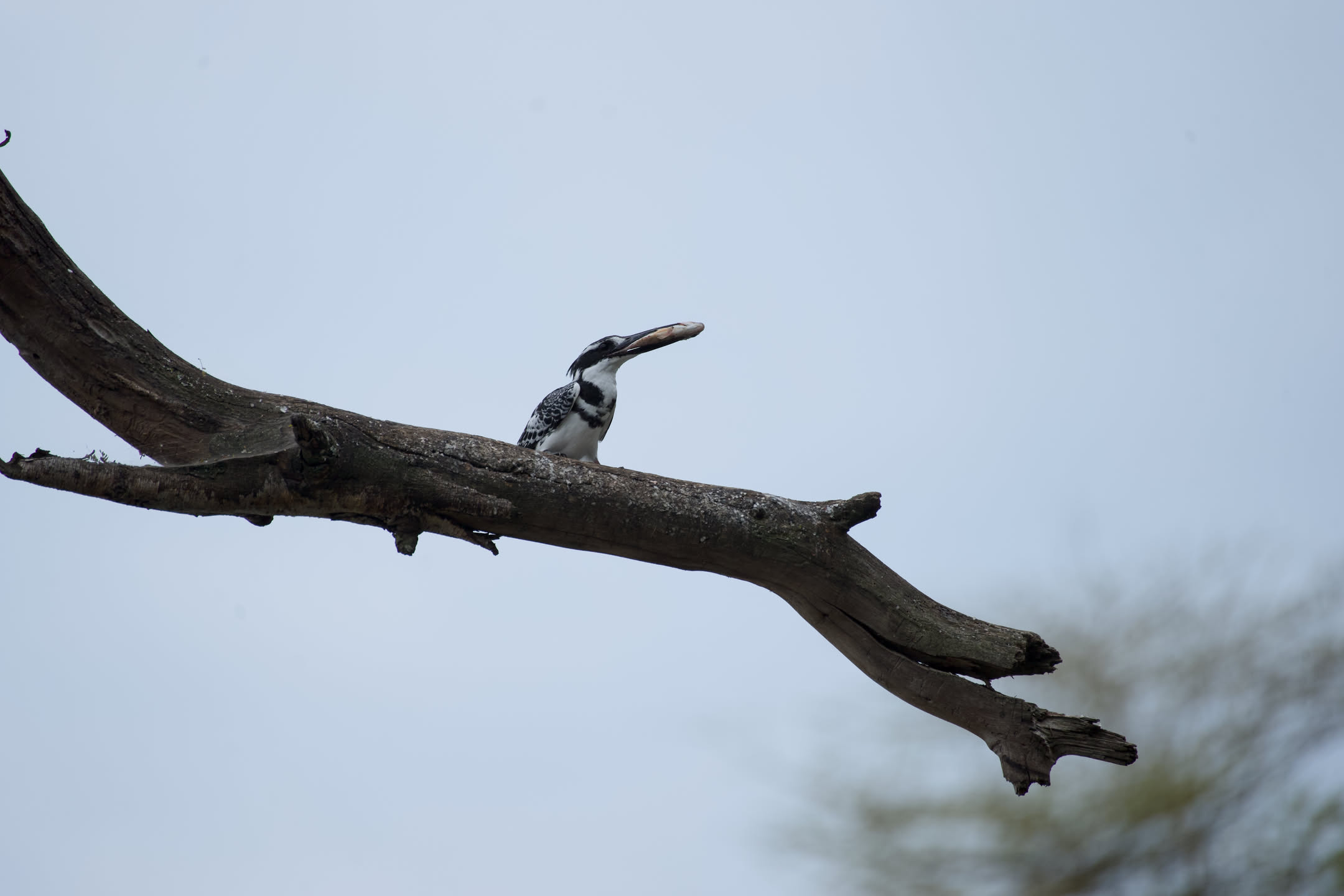Masai Mara, photograph 5