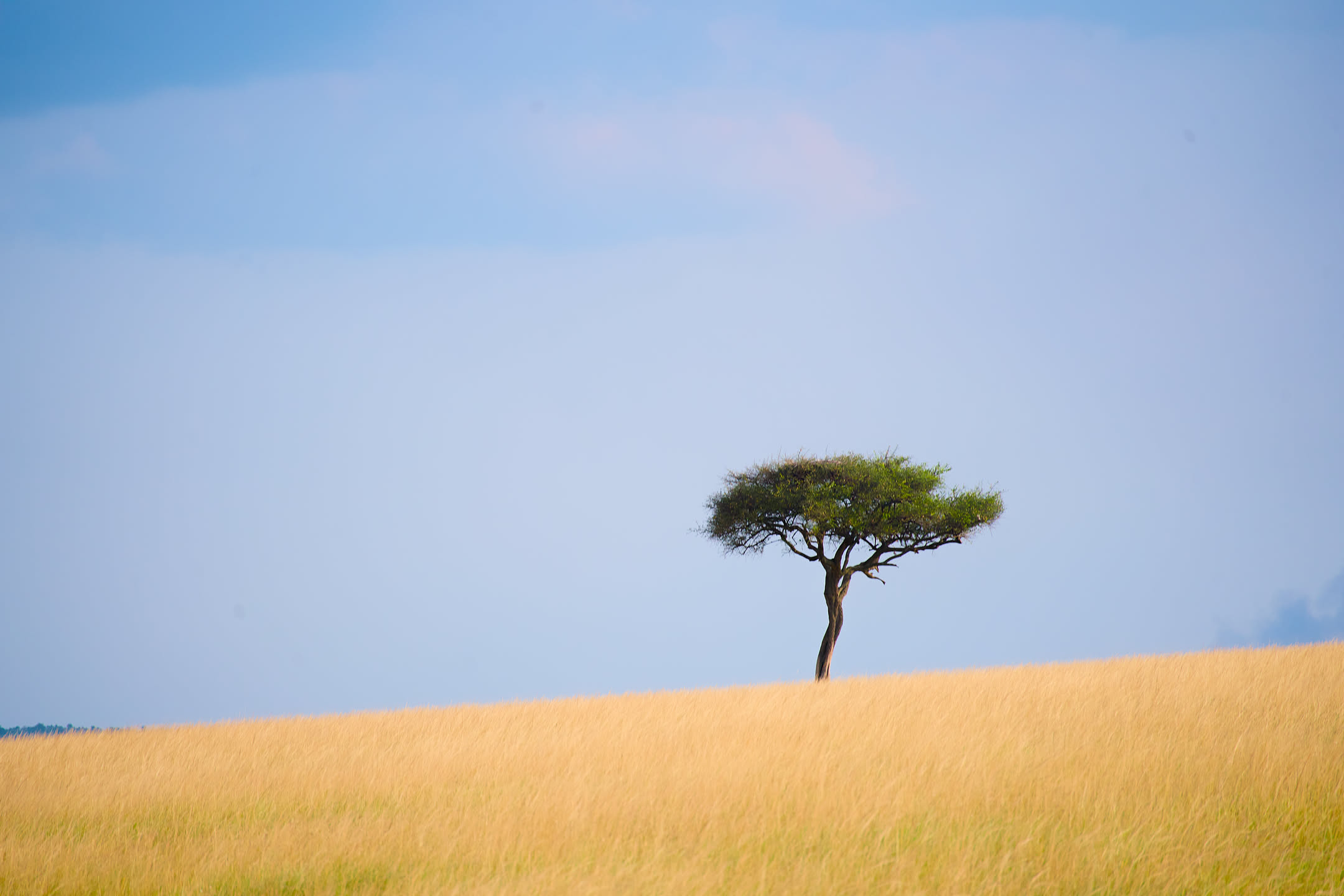 Masai Mara, photograph 178 of 187