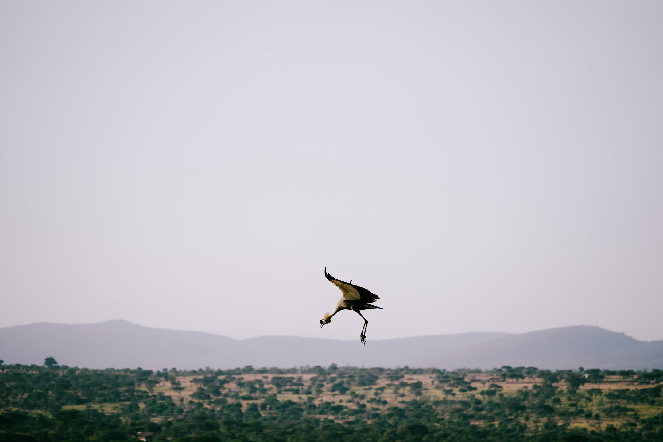 Masai Mara, photograph 158 of 187