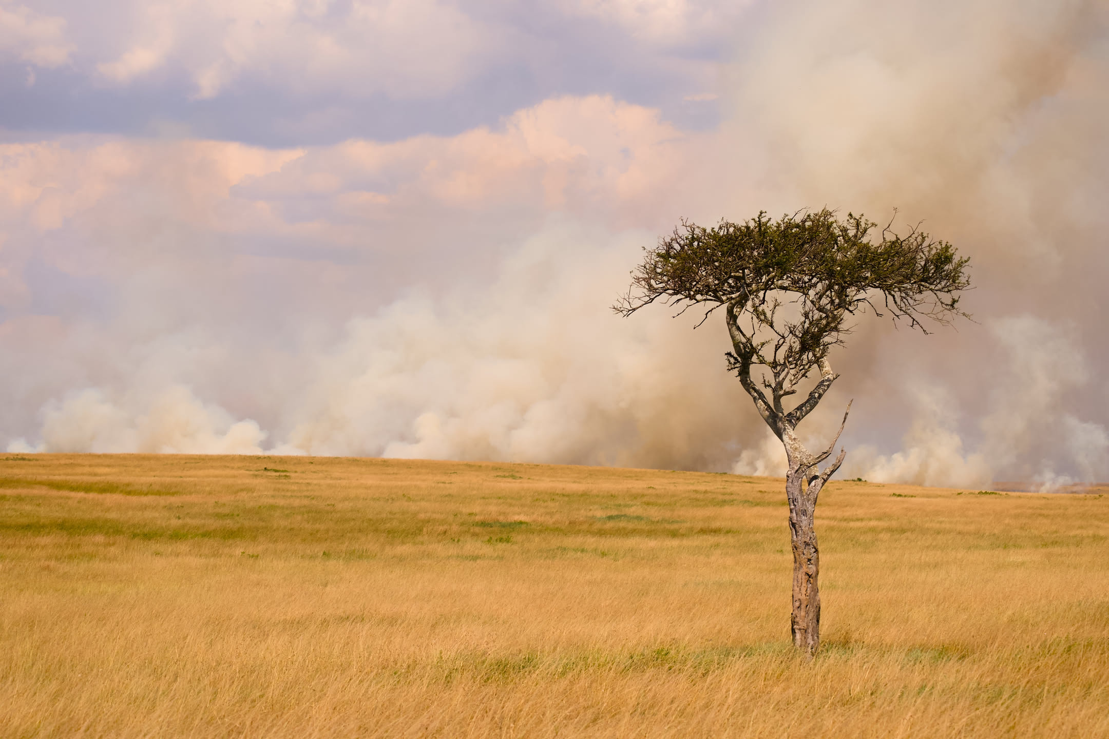 Masai Mara, photograph 100 of 187