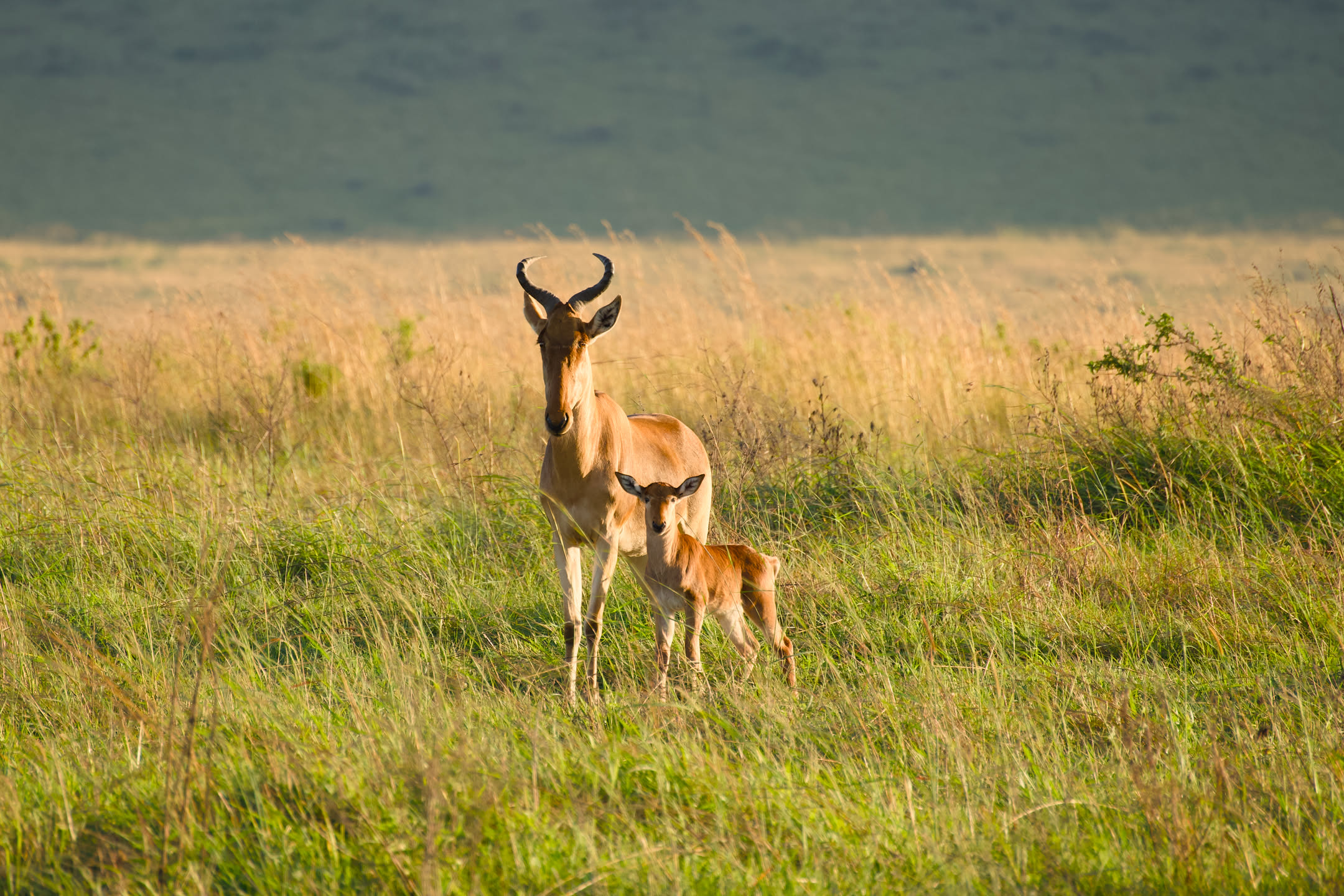 Masai Mara, photograph 47 of 187
