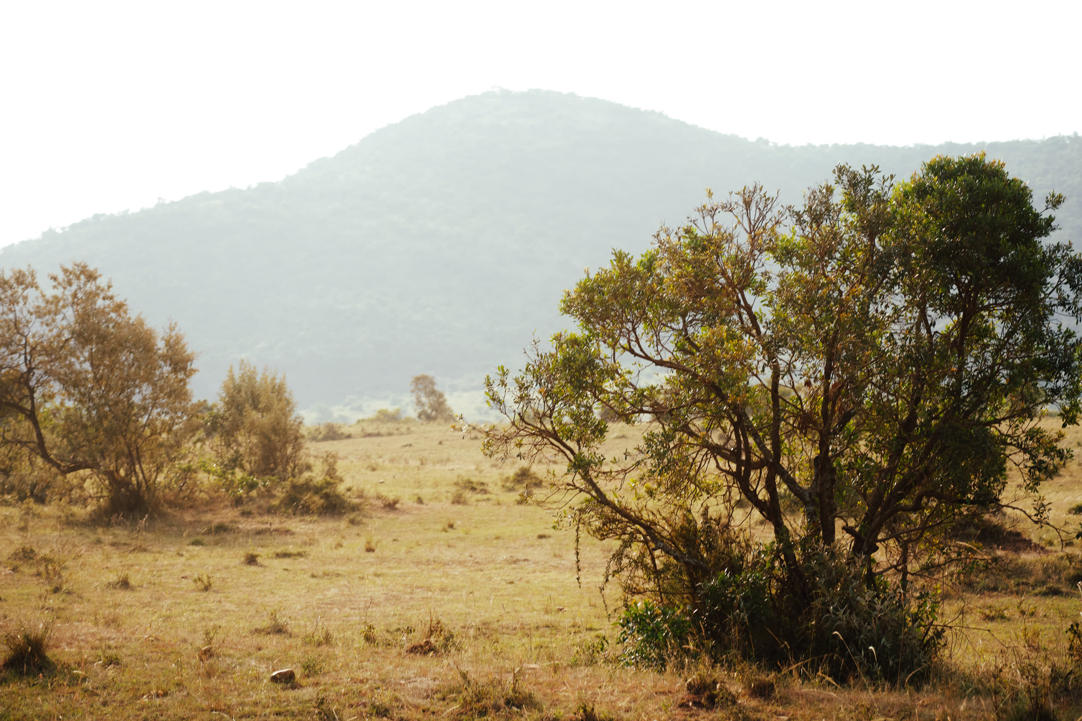Masai Mara, photograph 1