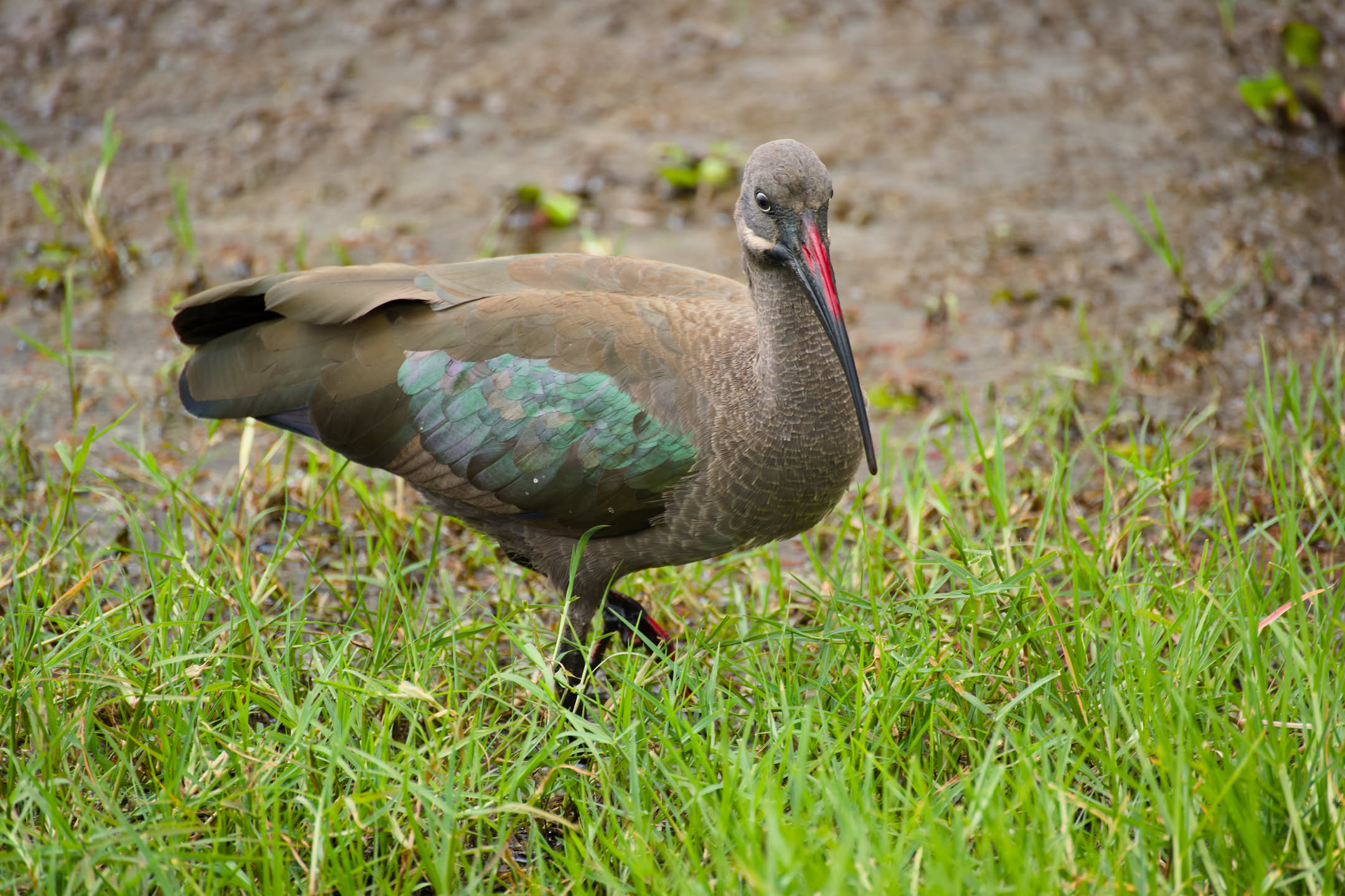 Masai Mara, photograph 42 of 187