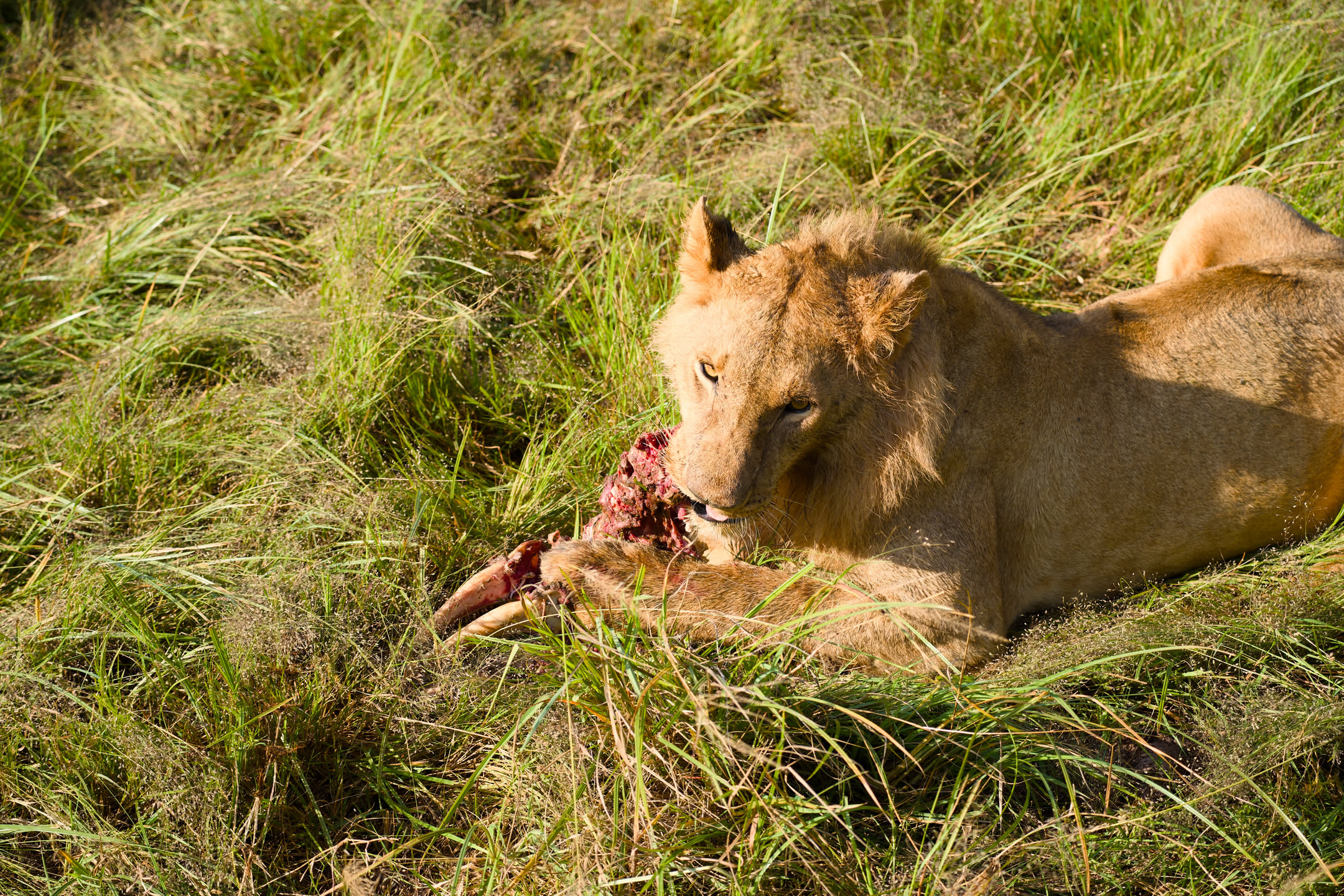 Masai Mara, photograph 144 of 187
