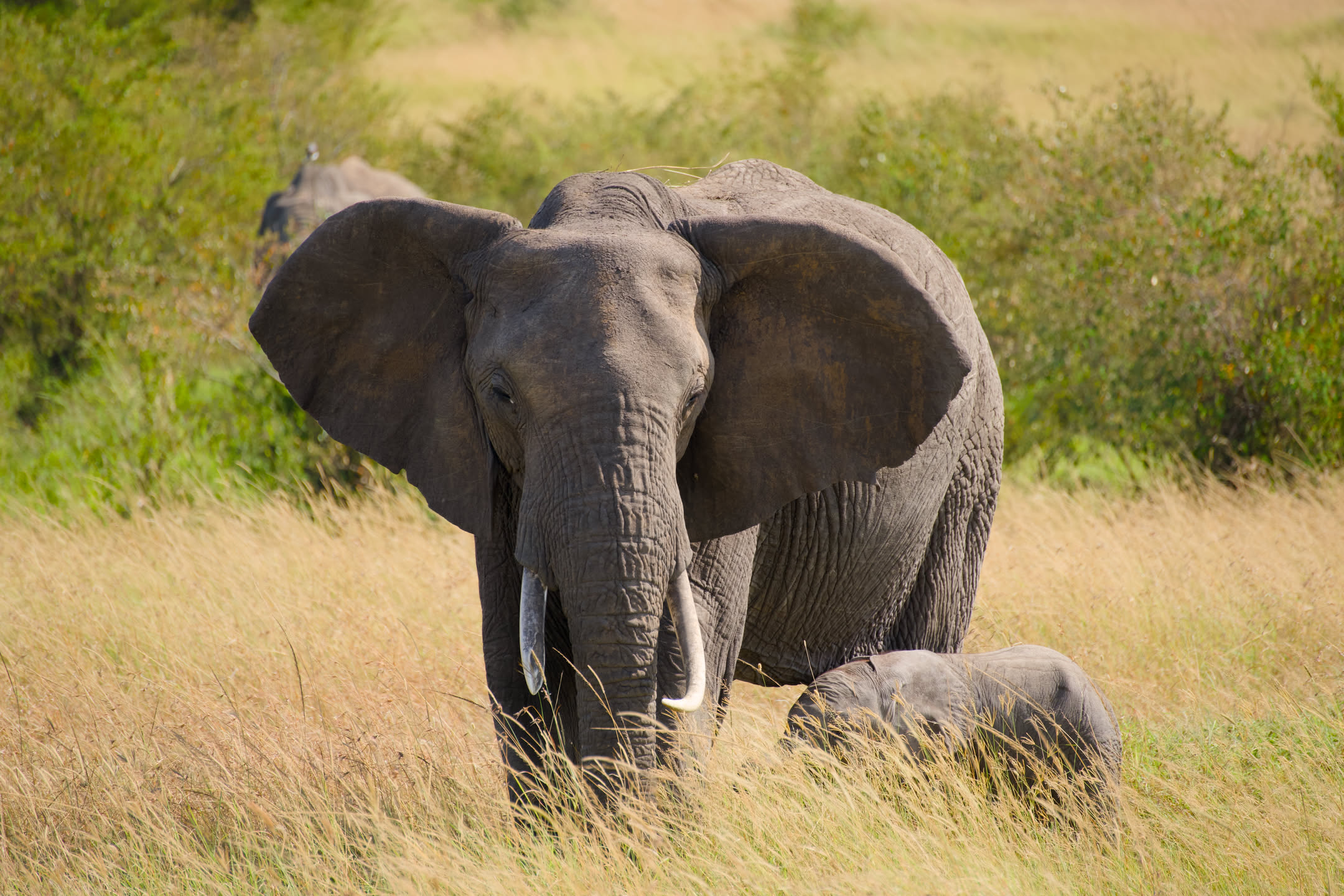 Masai Mara, photograph 137 of 187