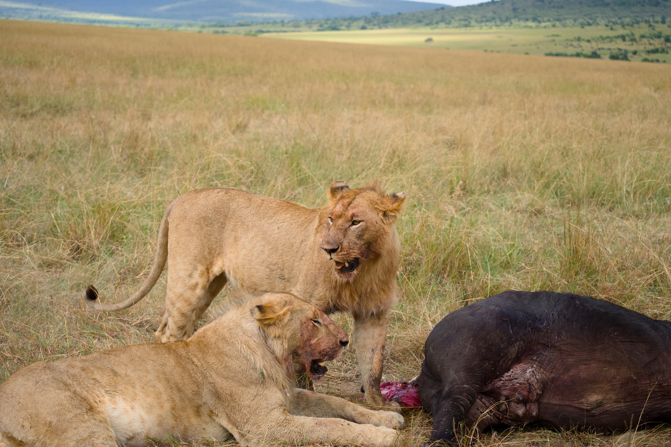 Masai Mara, photograph 94 of 187