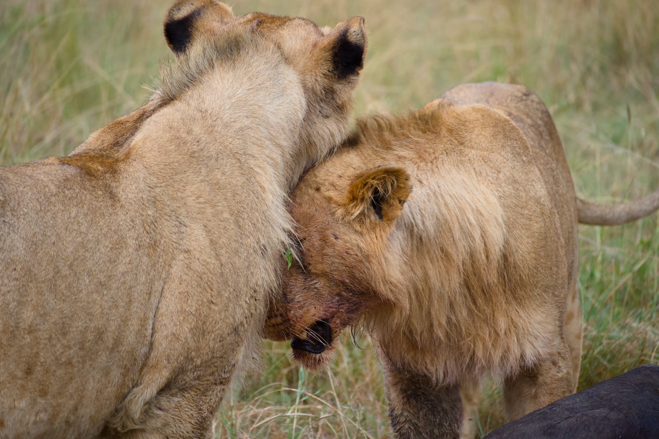 Masai Mara, photograph 5