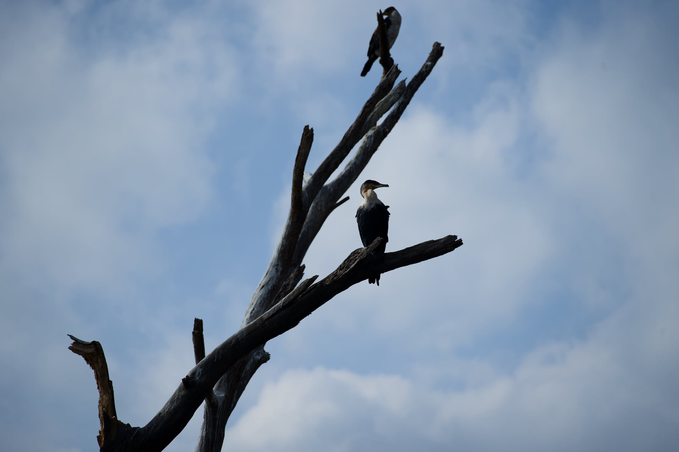 Masai Mara, photograph 14 of 187
