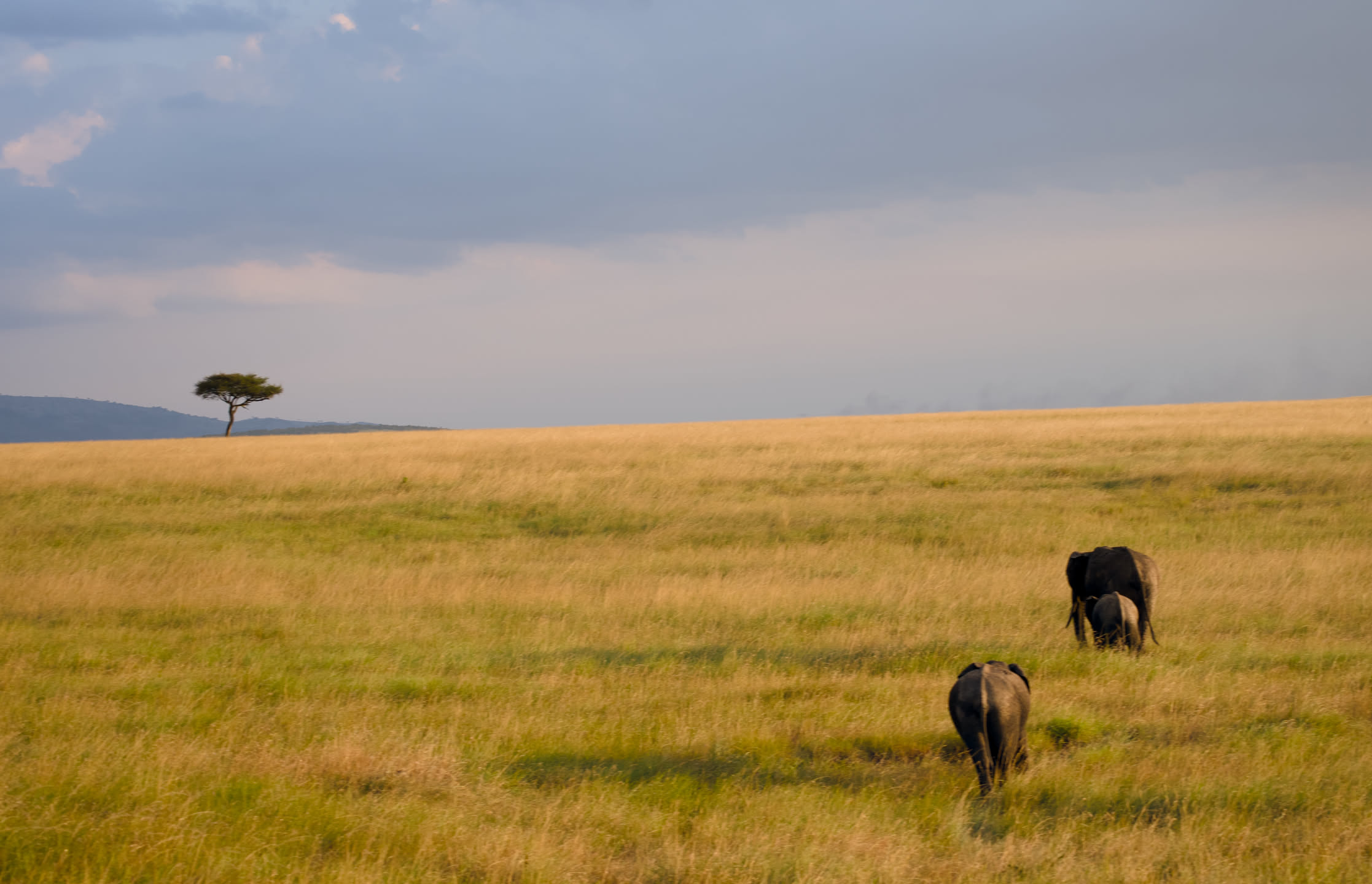 Masai Mara, photograph 170 of 187