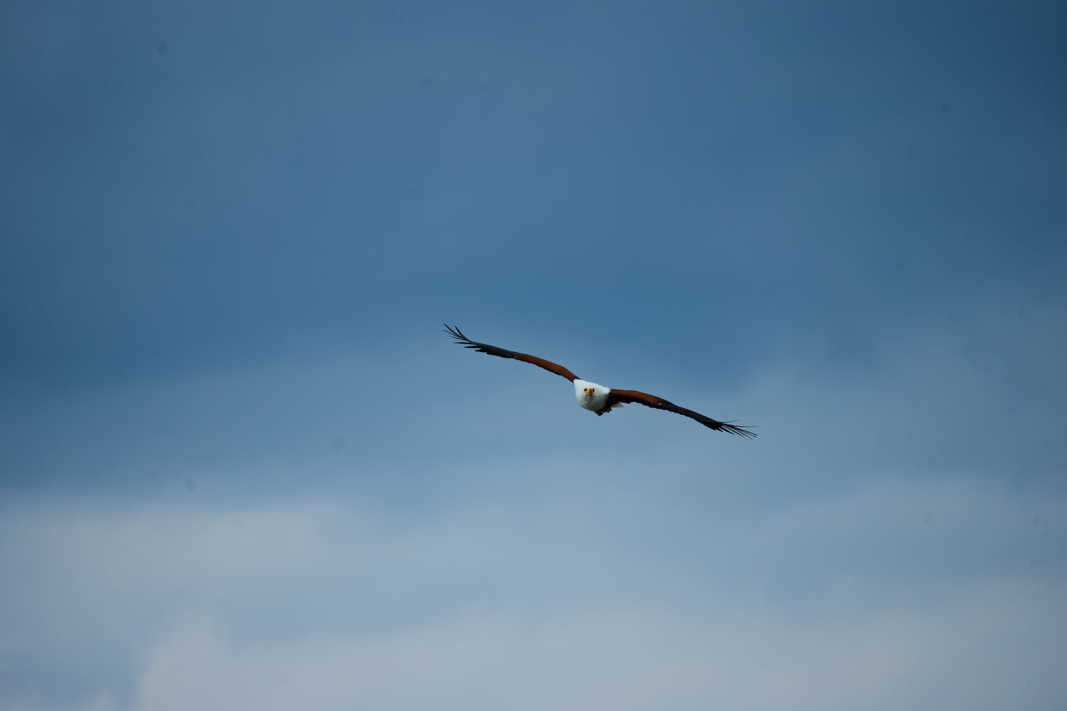 Masai Mara, photograph 28 of 187