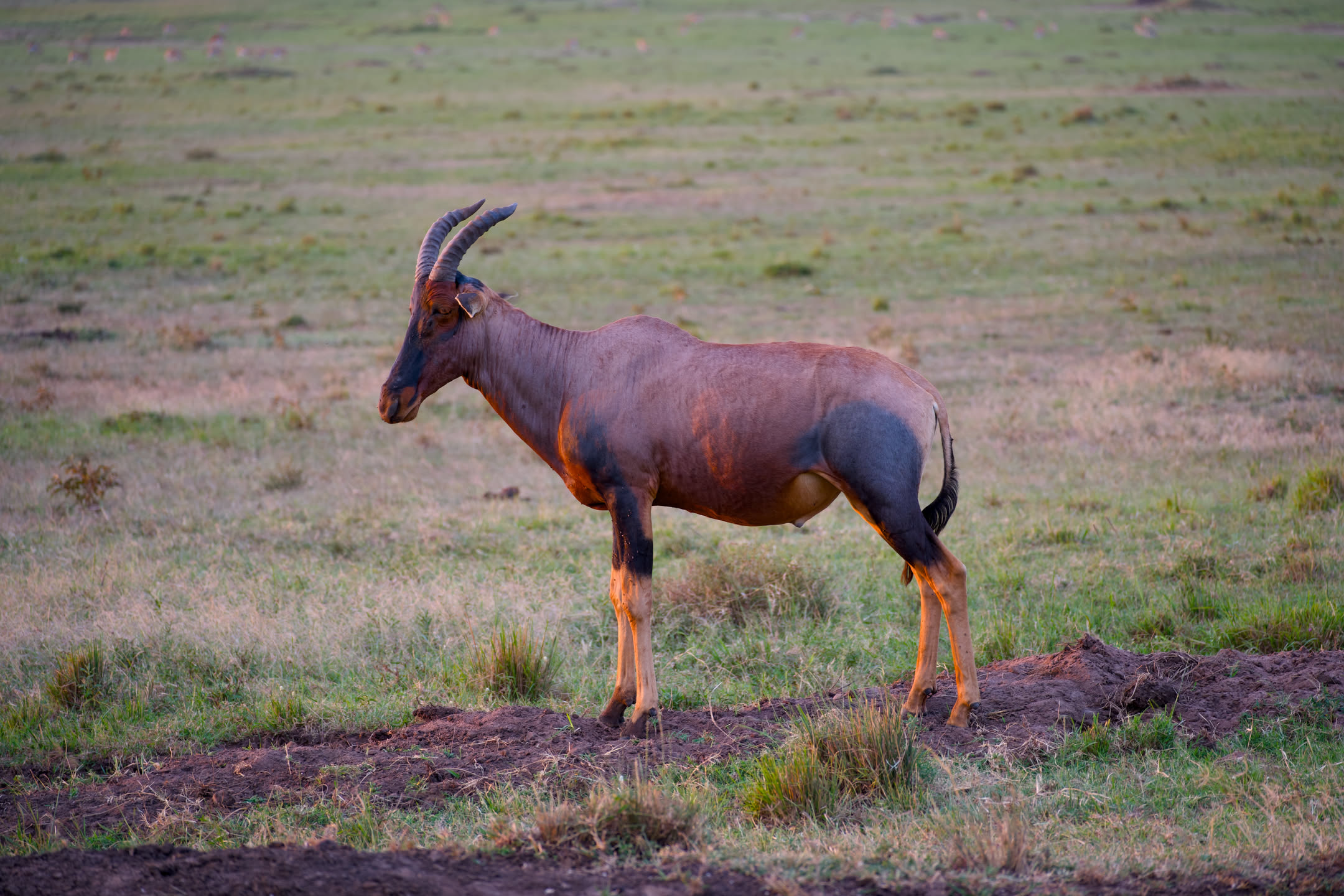 Masai Mara, photograph 163 of 187