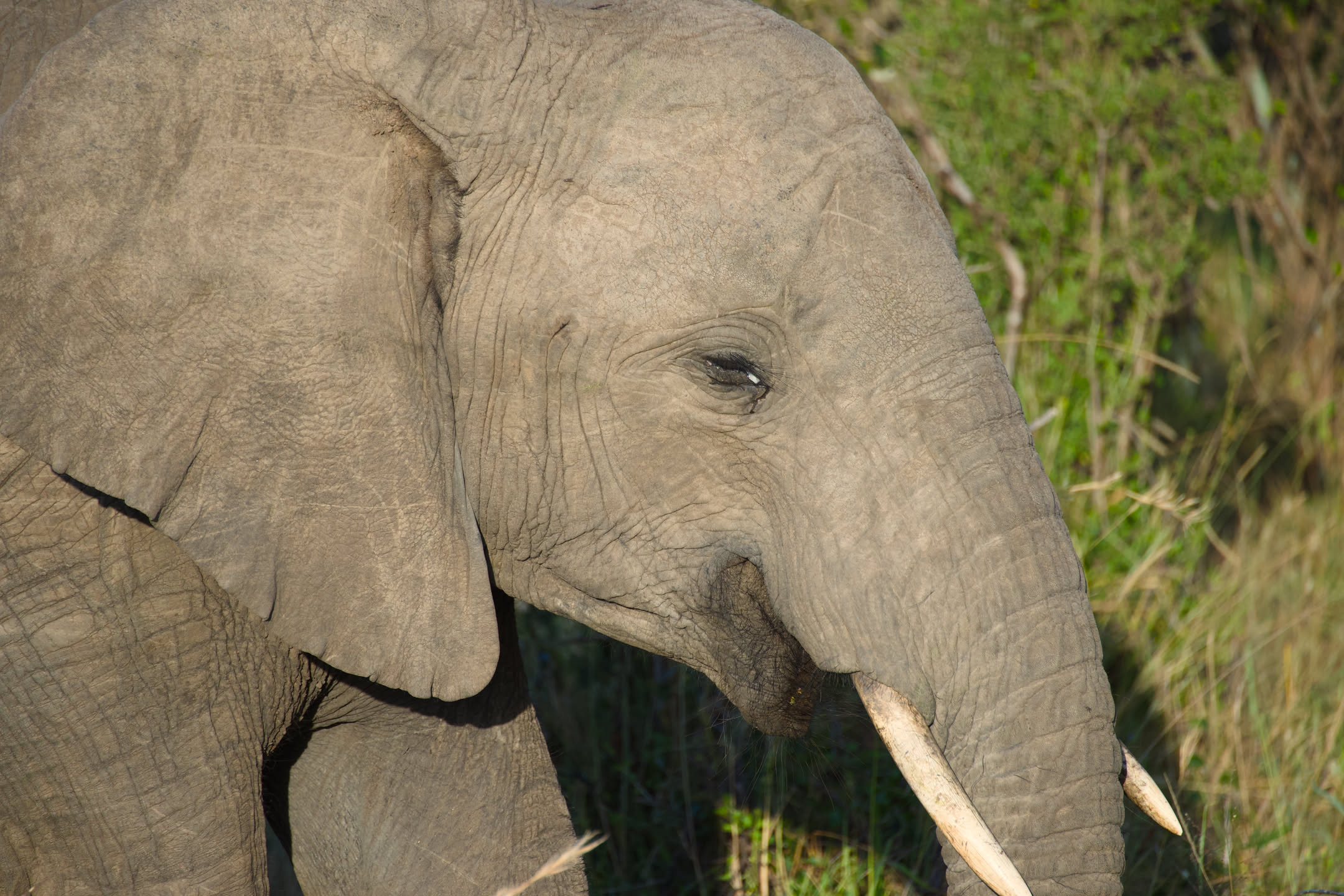 Masai Mara, photograph 54 of 187