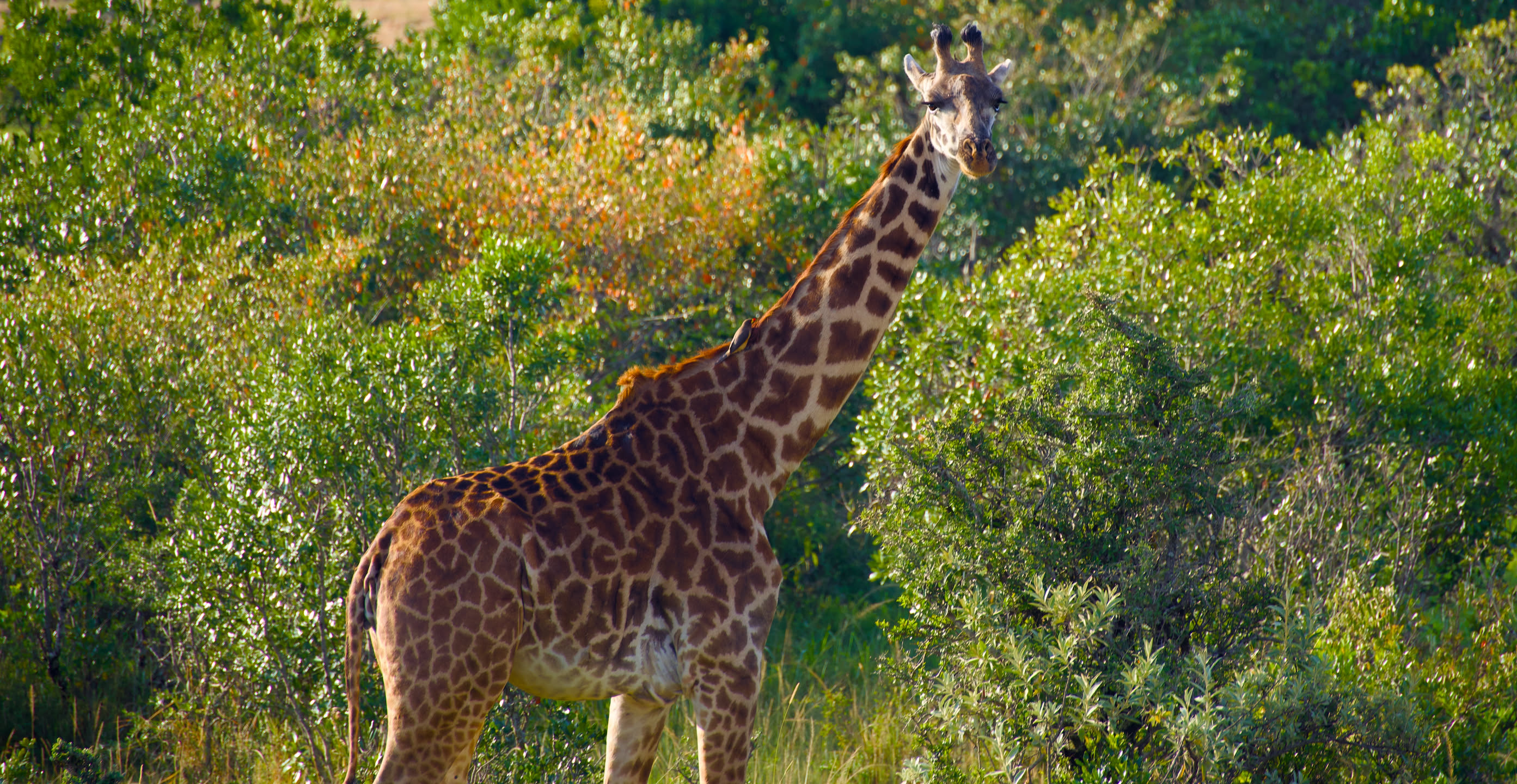 Masai Mara, photograph 157 of 187
