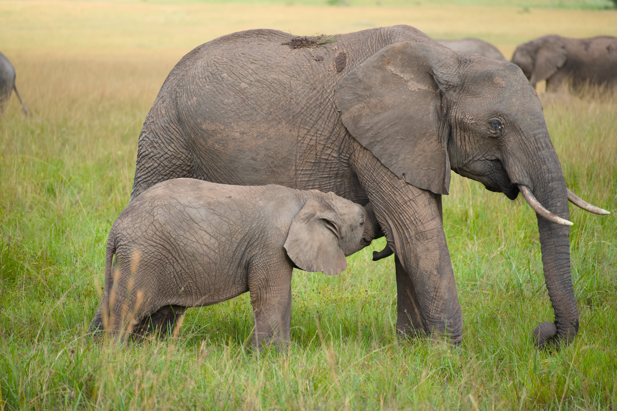 Masai Mara, photograph 75 of 187