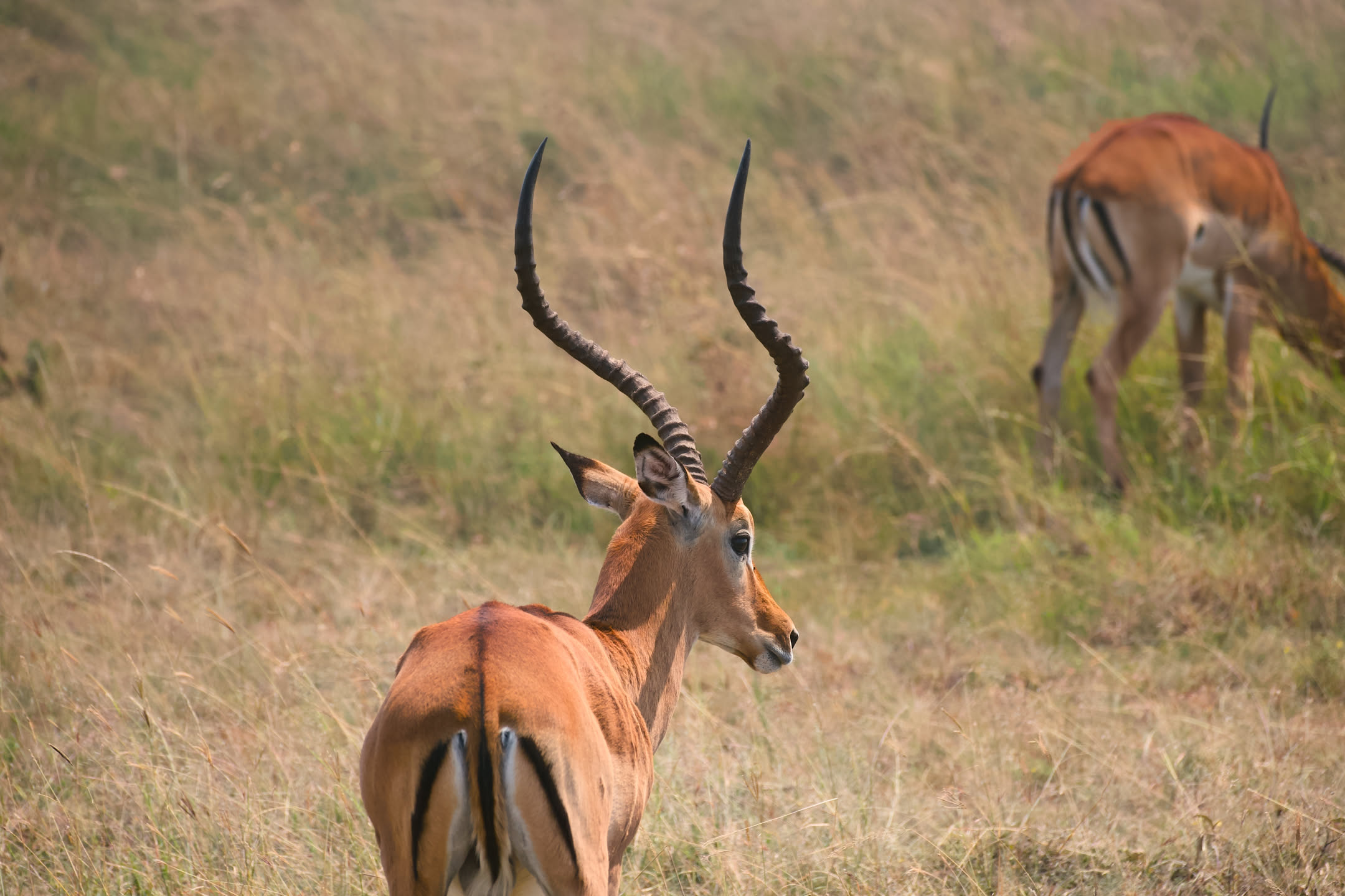 Masai Mara, photograph 8